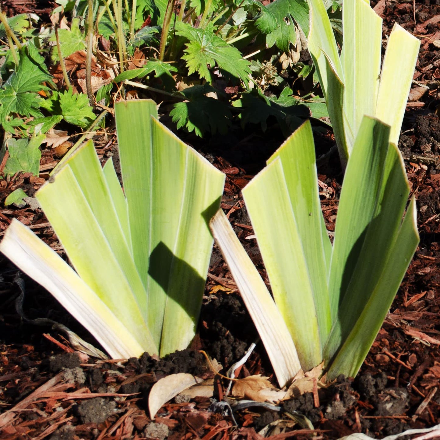 Bearded Iris for Veronica Plant Potted - Deep Purple Black Flowers, Stargazer Perennials