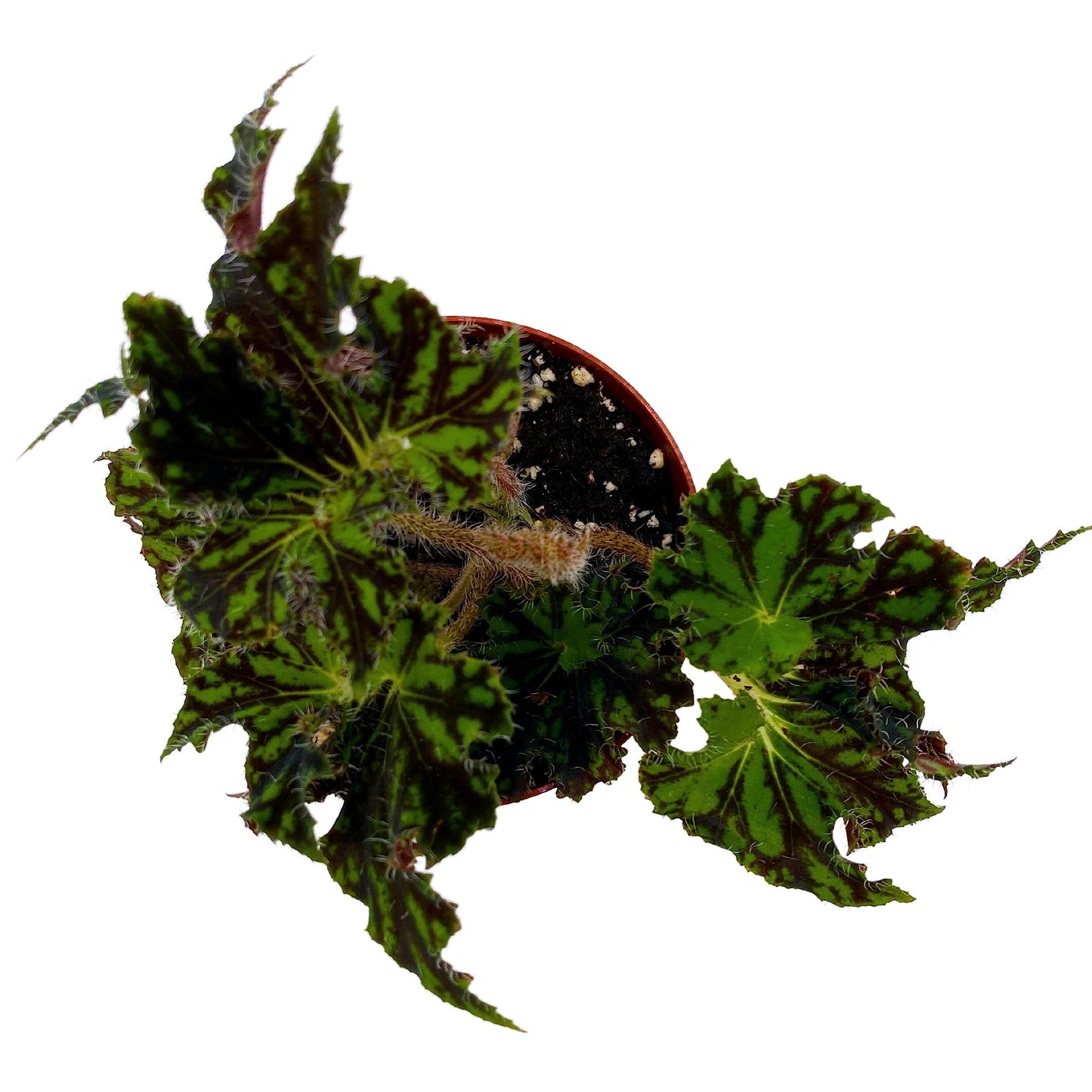 BubbleBlooms Harmony's Unique Begonia Rhizo in 4 inch Pot Rare