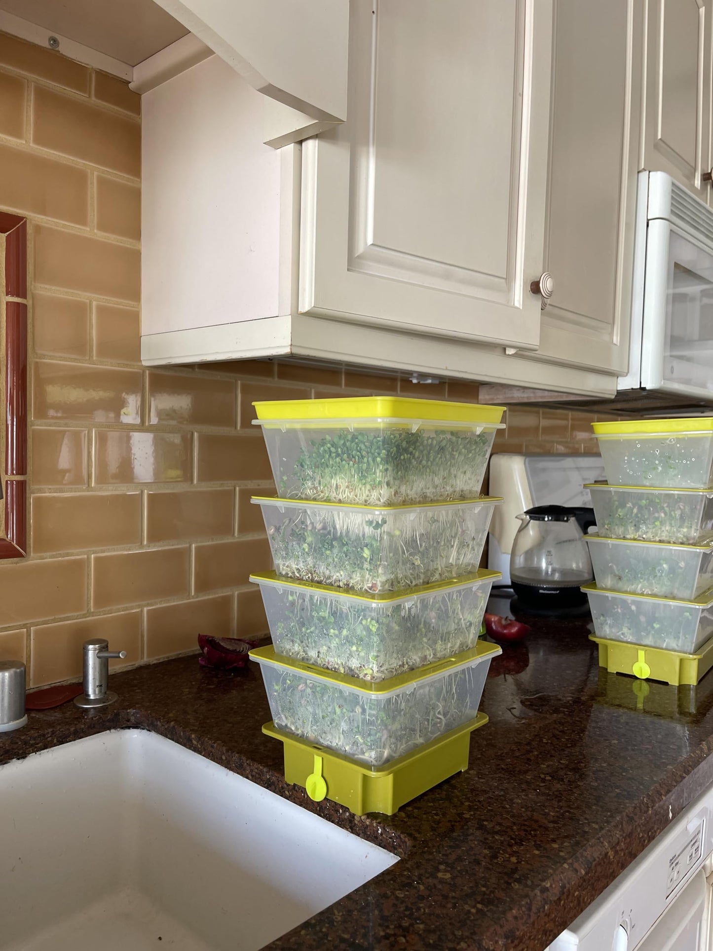 ZESTIGREENS 4-Tier Sprouting Kit - Stackable Seed Sprouter Trays with Drain Spout - Grow Fresh Sprouts at Home - BPA-Free