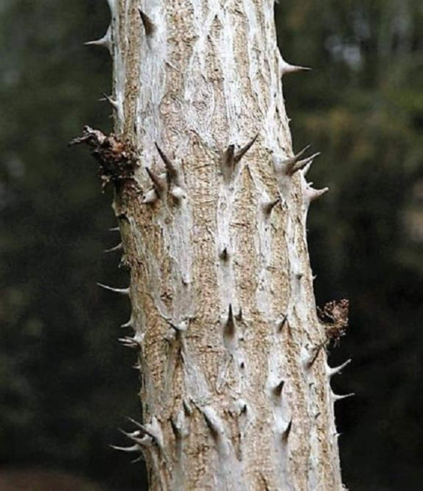 4-6" Tall Aralia spinosa Rare Exotic Hardy Small Starter Tree - 1 Plant Devil's WALKINGSTICK