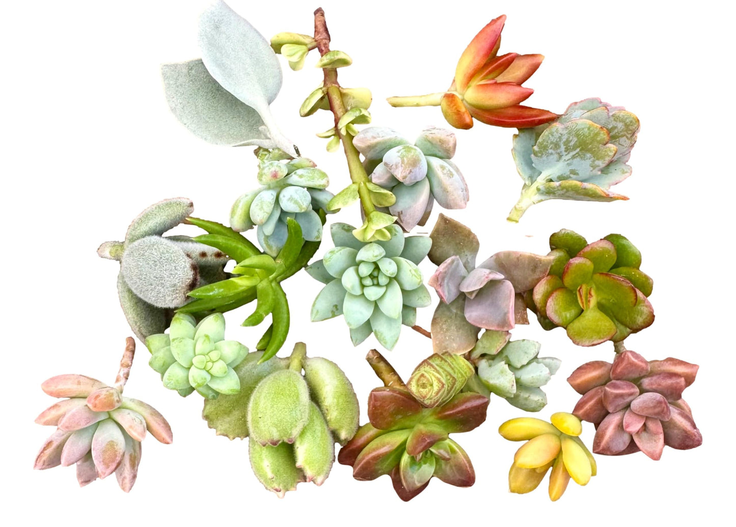 10 Mini Assorted Live Succulent Cuttings, No 2 Succulents Alike, Great for Terrariums, Miniature Gardens, and as Starter Plants. Live Succulents Plants for DIY Projects and Home Decor (10, Mini)