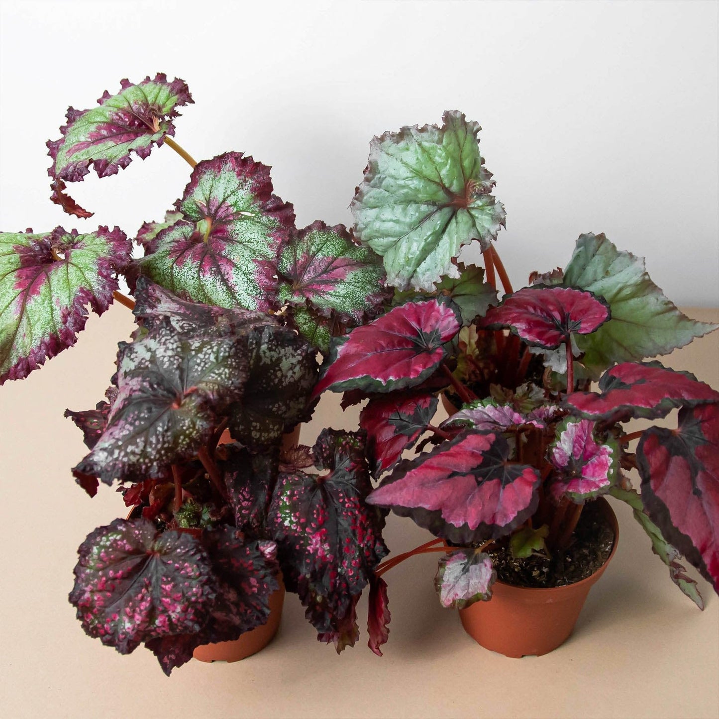 Begonia 'Rex', 4 Pack | Live Plant for Indoor & Outdoor | for Living Room, Office, Bathroom | (4" Pot)