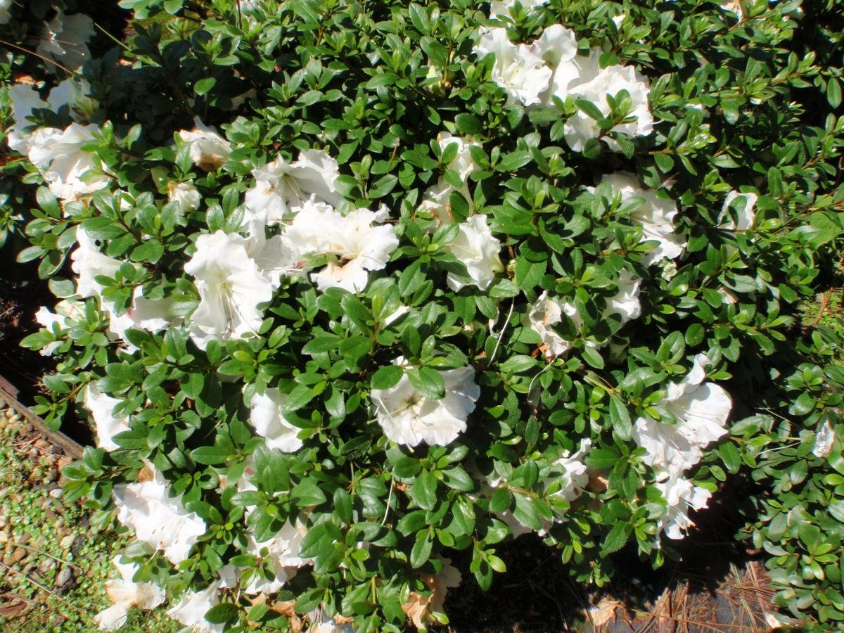 Gumpo White Dwarf Azalea - Trade Gallon