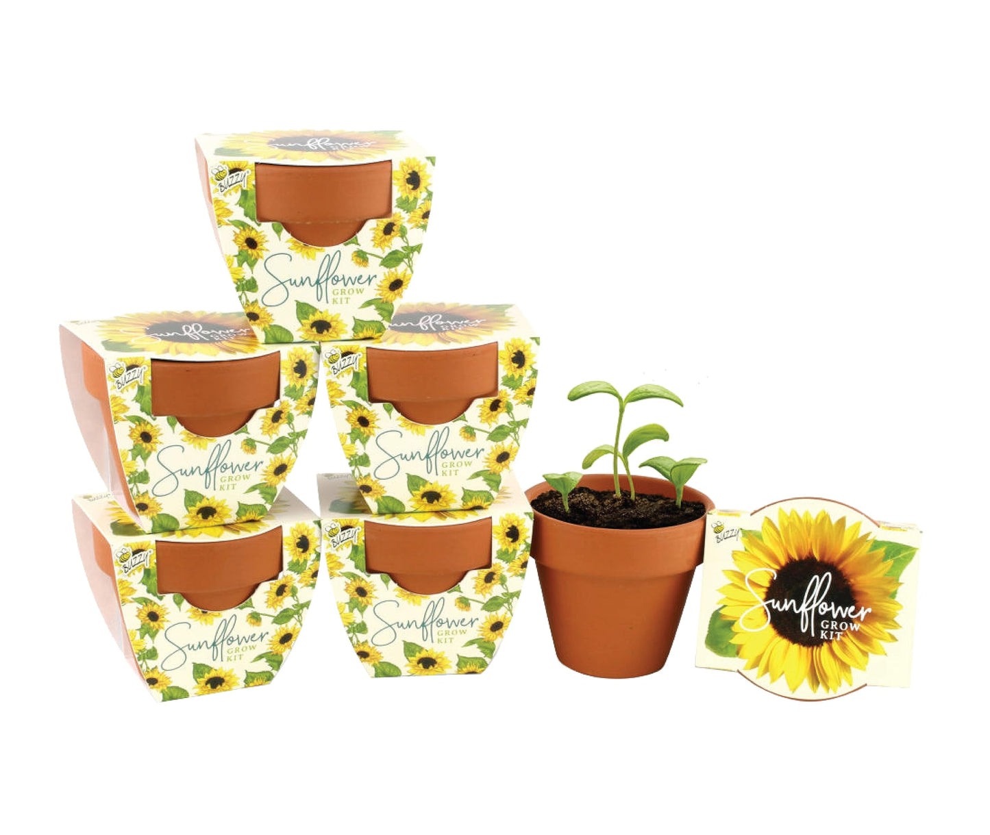 BUZZY Seeds Sunflower Daydream Collection 6-Pack Mini Terracotta Grow Pots, Includes Seed Packets and Growing Medium, Flower Starter Kit, Indoor Gardening Gift, Wedding Favors