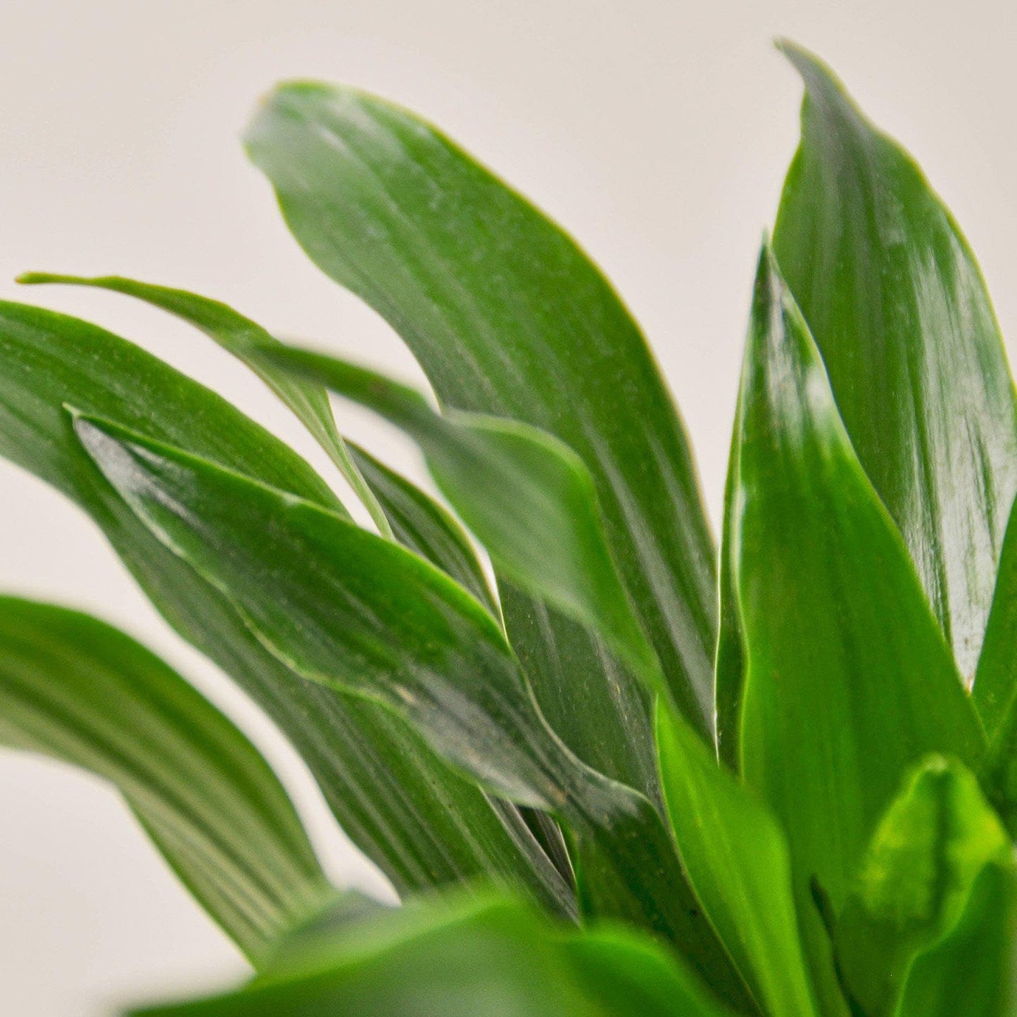 Dracaena 'Janet Craig' | Live Plant for Indoor & Outdoor | for Living Room, Office, Bathroom | (4" Pot)