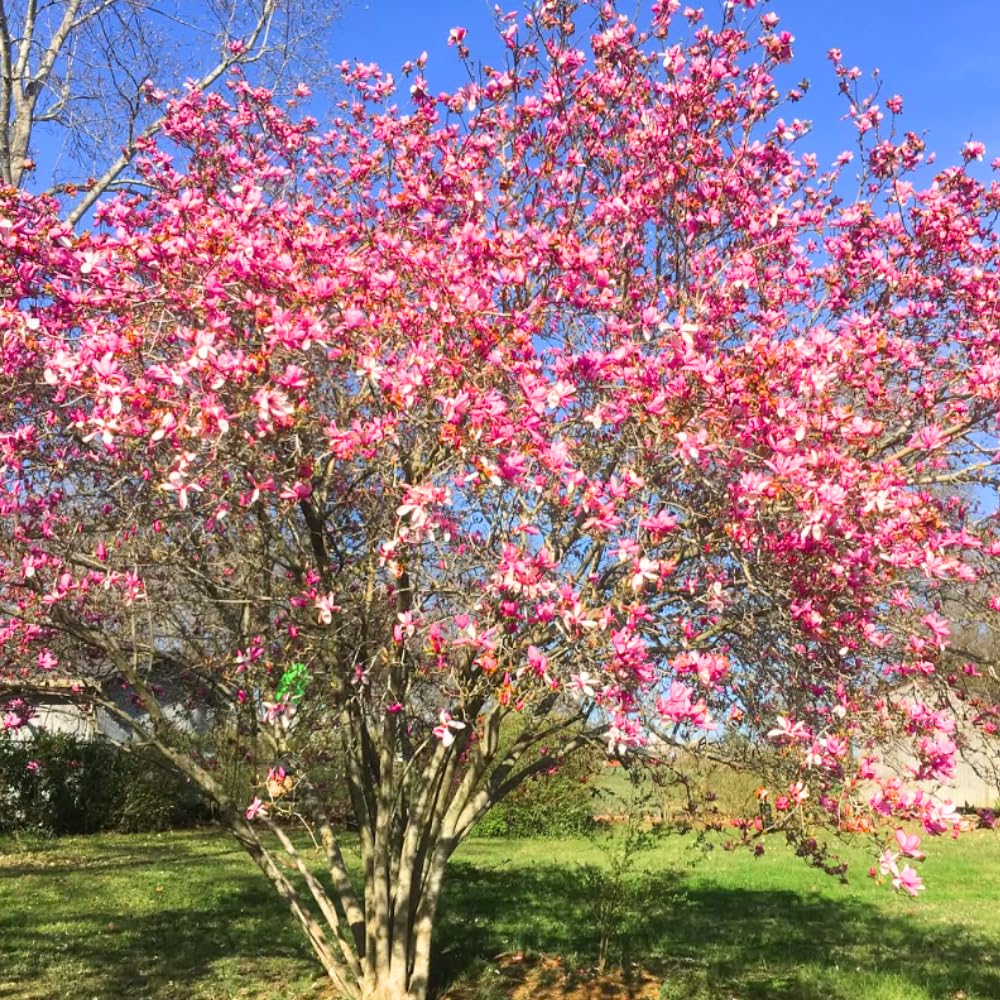 1 Year Old Jane Magnolia Tree in 2.5" Pot, Fragrant Pink White Flowers, Dormant in Winter, 6-12 Inch Magnolia Trees Live Plants, No Leaf
