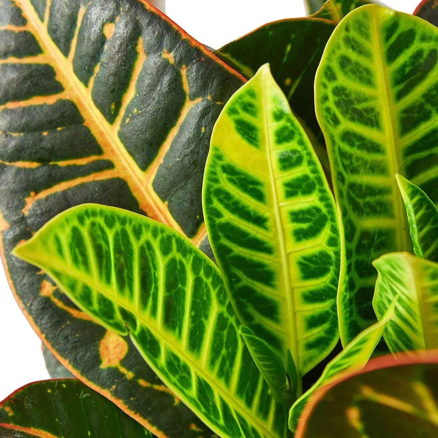 Croton Petra 'Joseph's Coat' | Live Plant for Indoor & Outdoor | for Living Room, Office, Bathroom | (4" Pot, White Cylinder)