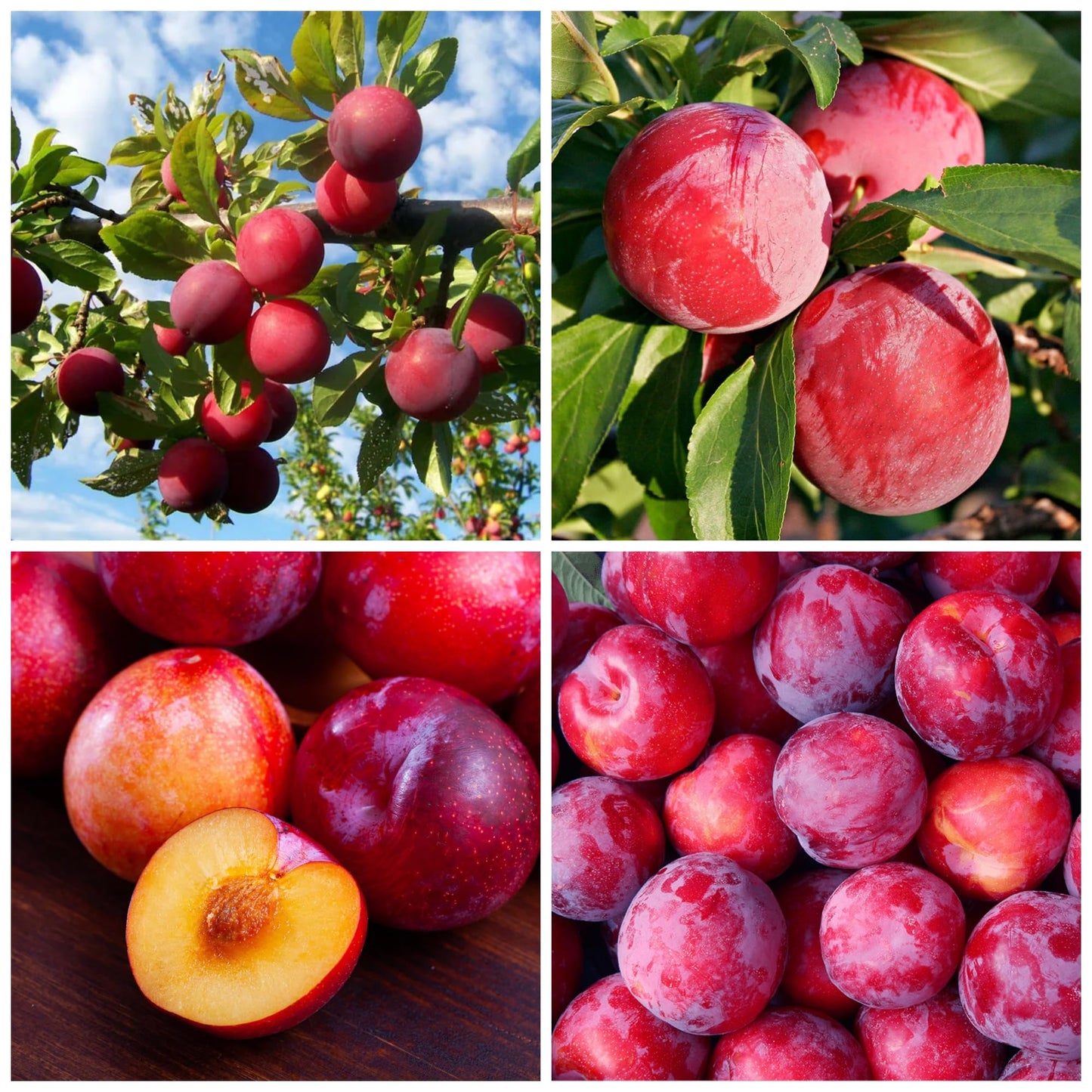 Plum Fruit Tree Seeds for Planting - 5 Seeds Plum Tree Seeds Non GMO & Heirloom Seeds, Popular Outdoor Tree or Bonsai Great Home Garden Gift