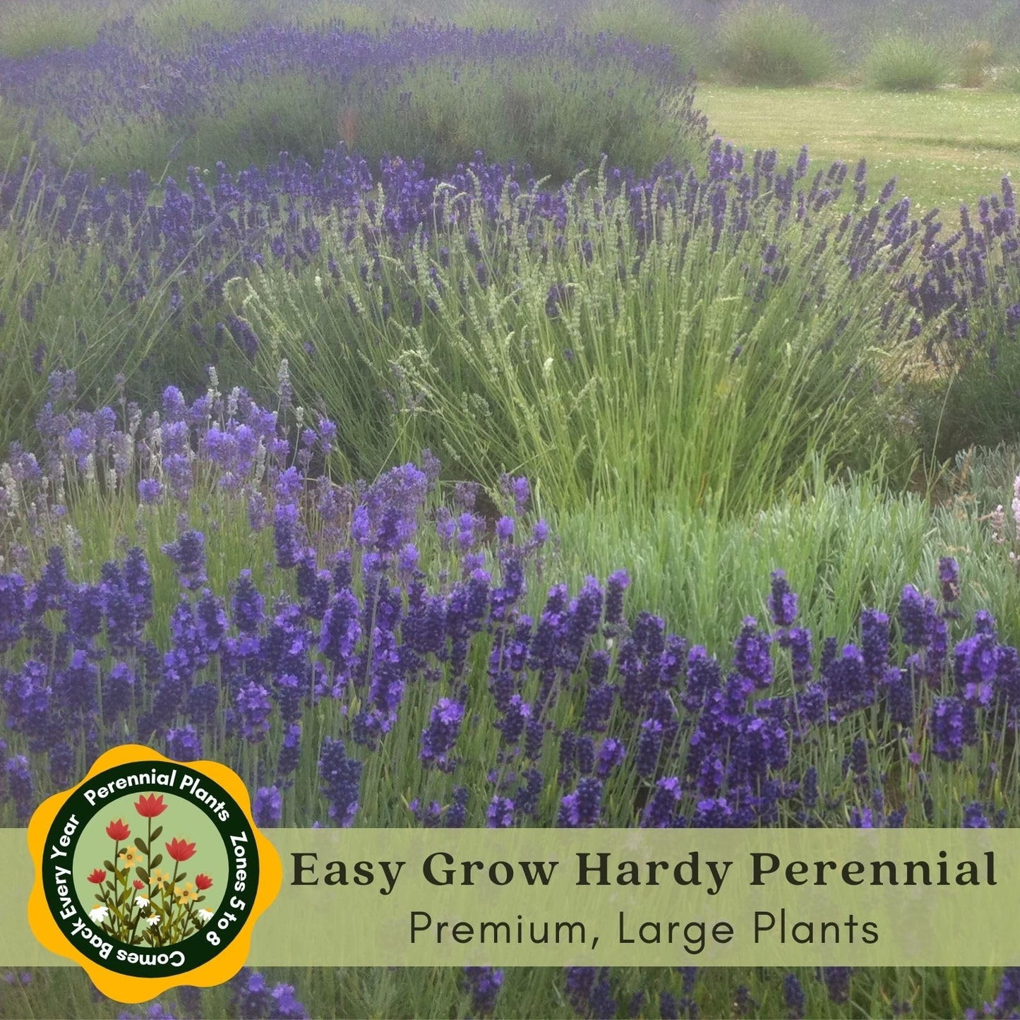 Clovers Garden English Lavender (Lavandula) Hidcote Blue Plants – Two (2) Live Plants – Non-GMO - Not Seeds - Each 4" to 8" Tall – in 4" Inch Pots - Compact Growth