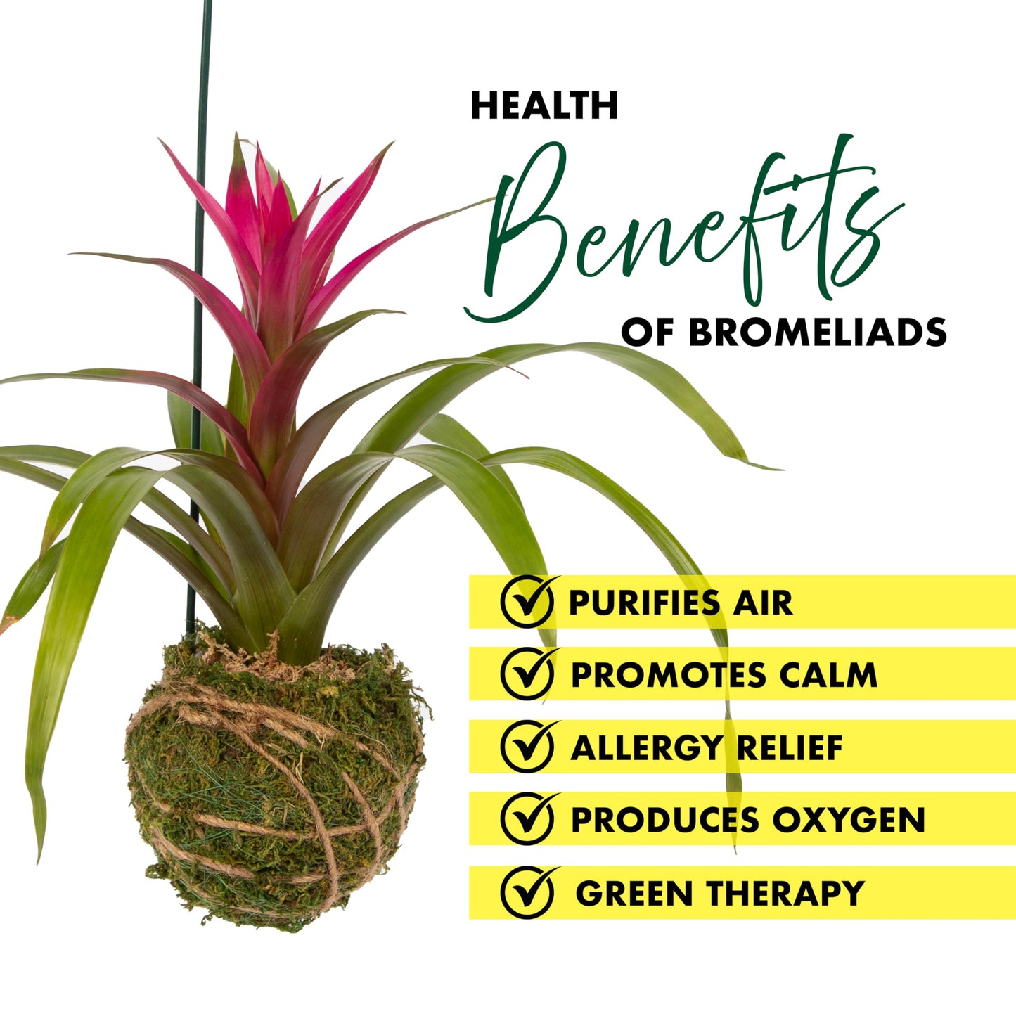 Better-GRO Bromeliad Hanging Kokedama – Indoor/Outdoor Decorative Planter, Low Maintenance Houseplant, Unique Home Decor - 12” Tall