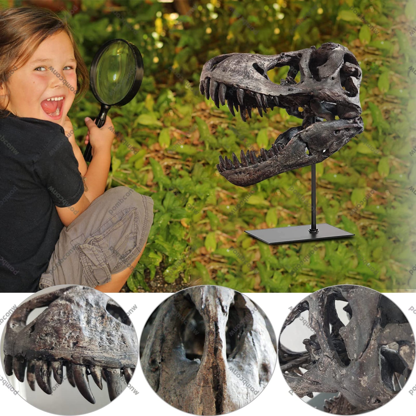 pombconw T Rex Skull, Dinosaur Statue Resin Dinosaur Skull Fossil Replica Skeleton Sculptures,Decorative Ornaments for Office Desktop Cabinets Home Kids Adults