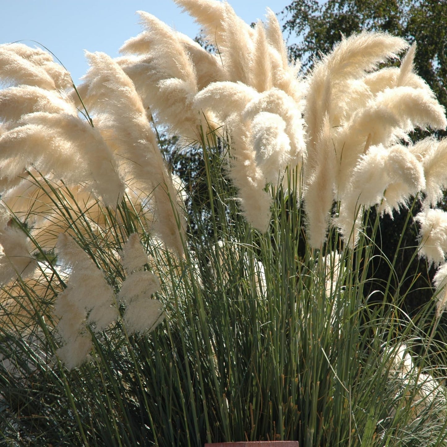 2 White Pampas Grass Plants Live, 5-9 Inch Tall, Ornamental Grass Live Plants for Outdoor Landscaping