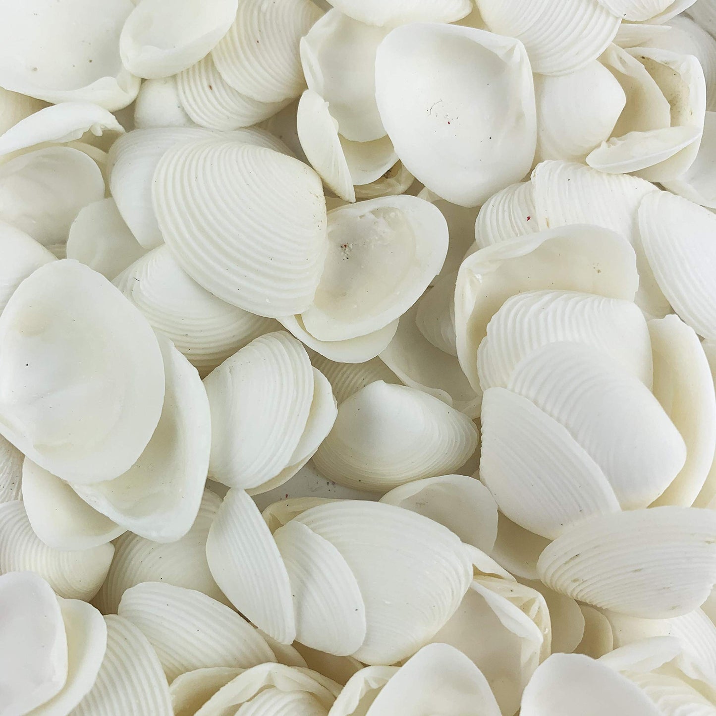 Worlds White Clam Cay Cay Sea Shells for Home Decorations, Party Wedding, DIY Crafts 8OZ