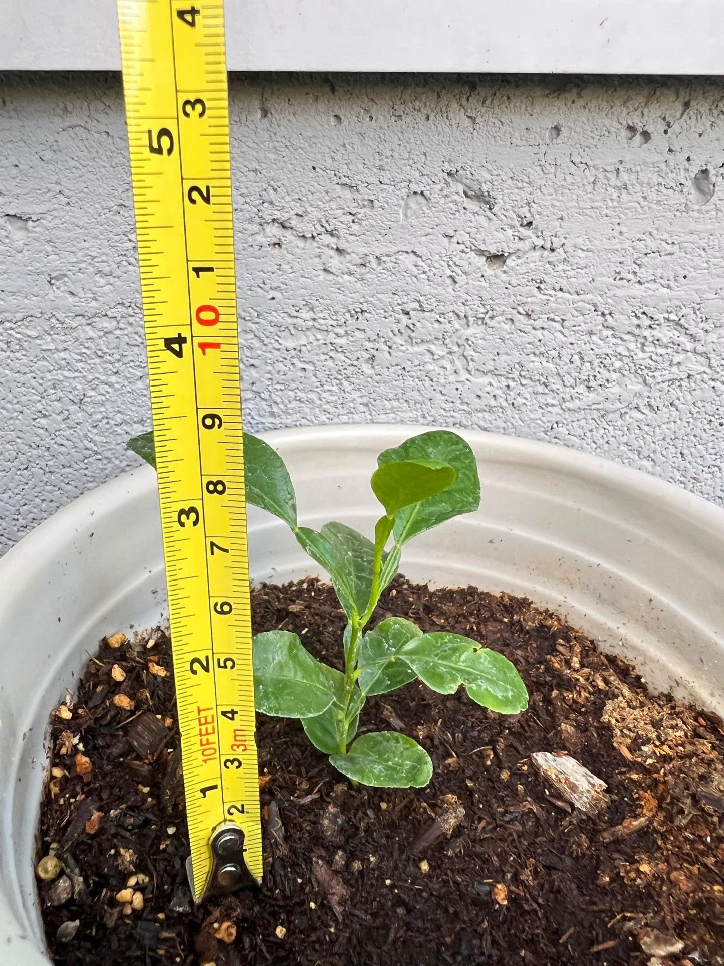 Live Kaffir Lime Tree Plant, Citrus Hystrix, Plant Starter Kit - Cannot Ship to FL, AZ, TZ, CA, LA, HI