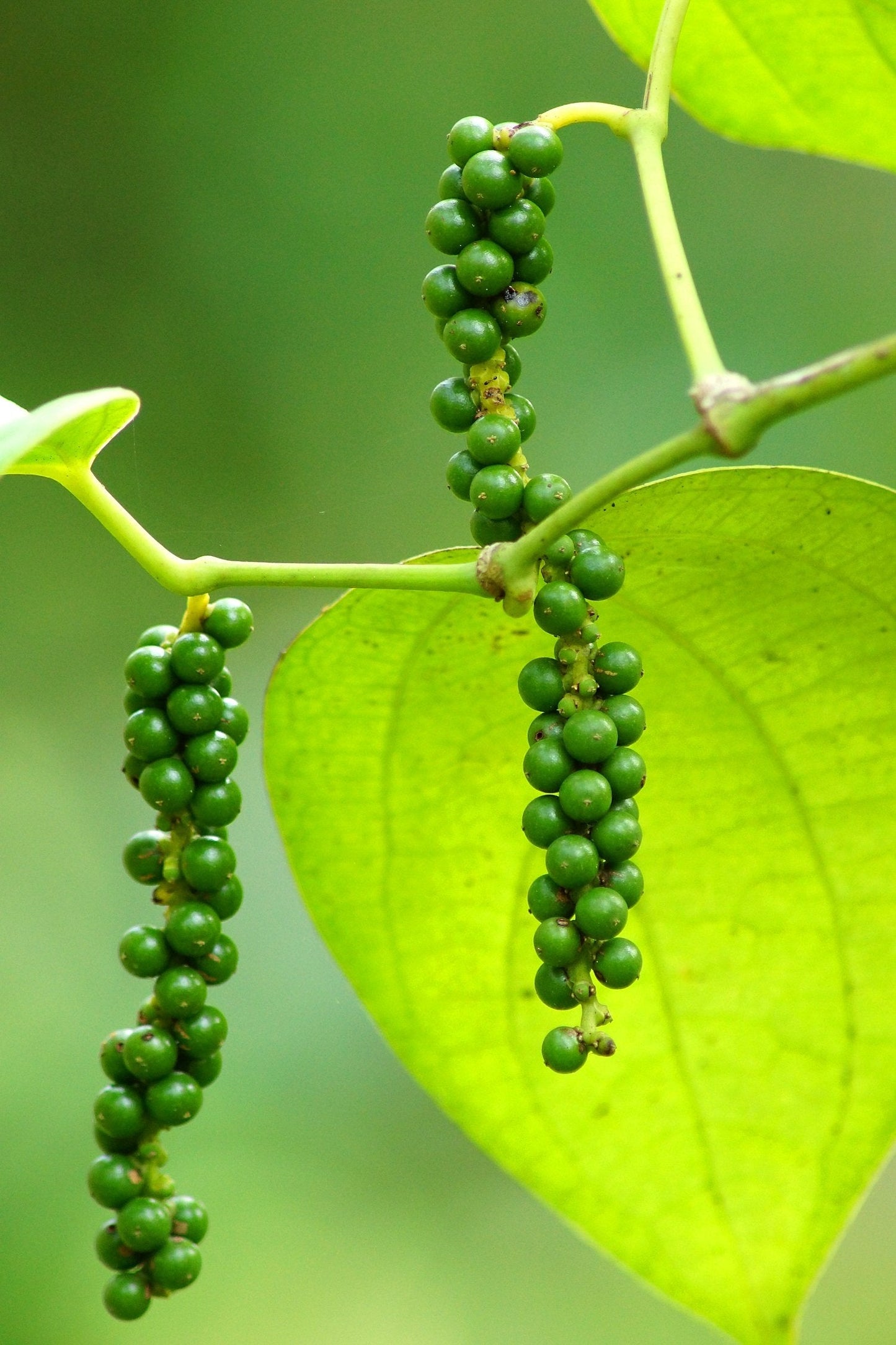 Piper Nigrum 'Black Pepper' Live plant