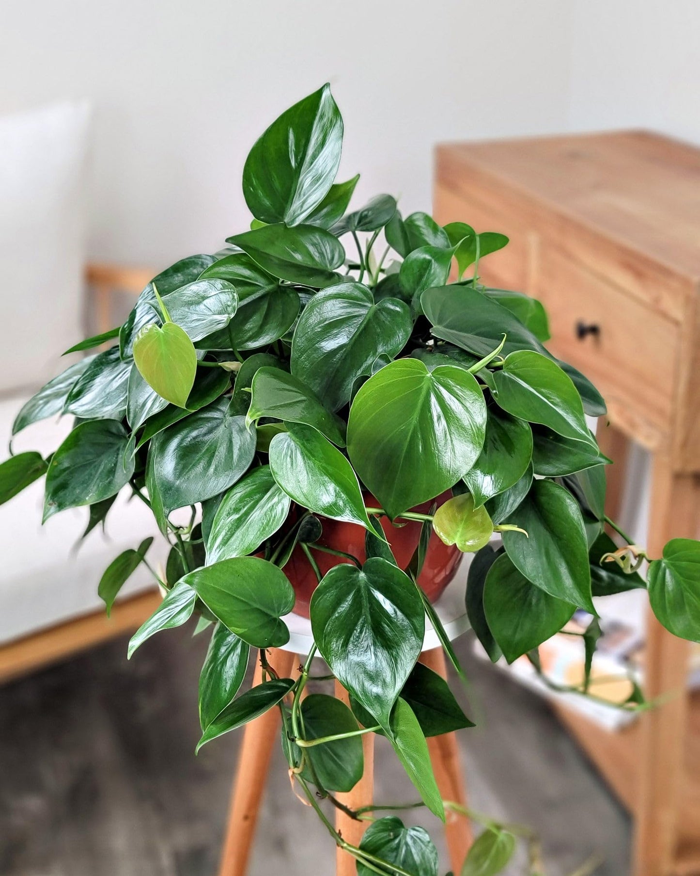 PlantVine Heart-Leaf Philodendron - Medium, Hanging Basket, Live Plant