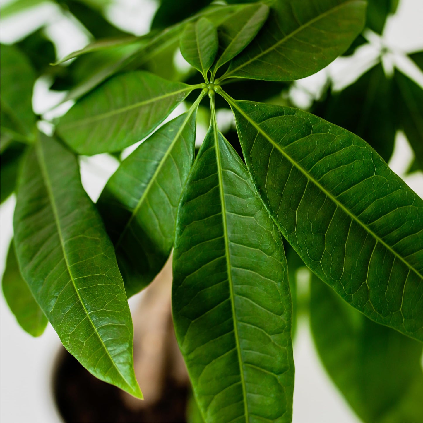 Green Circle Growers Money Tree, 5 Inch Indoor Plant in Baseball Ceramic Pot, Green