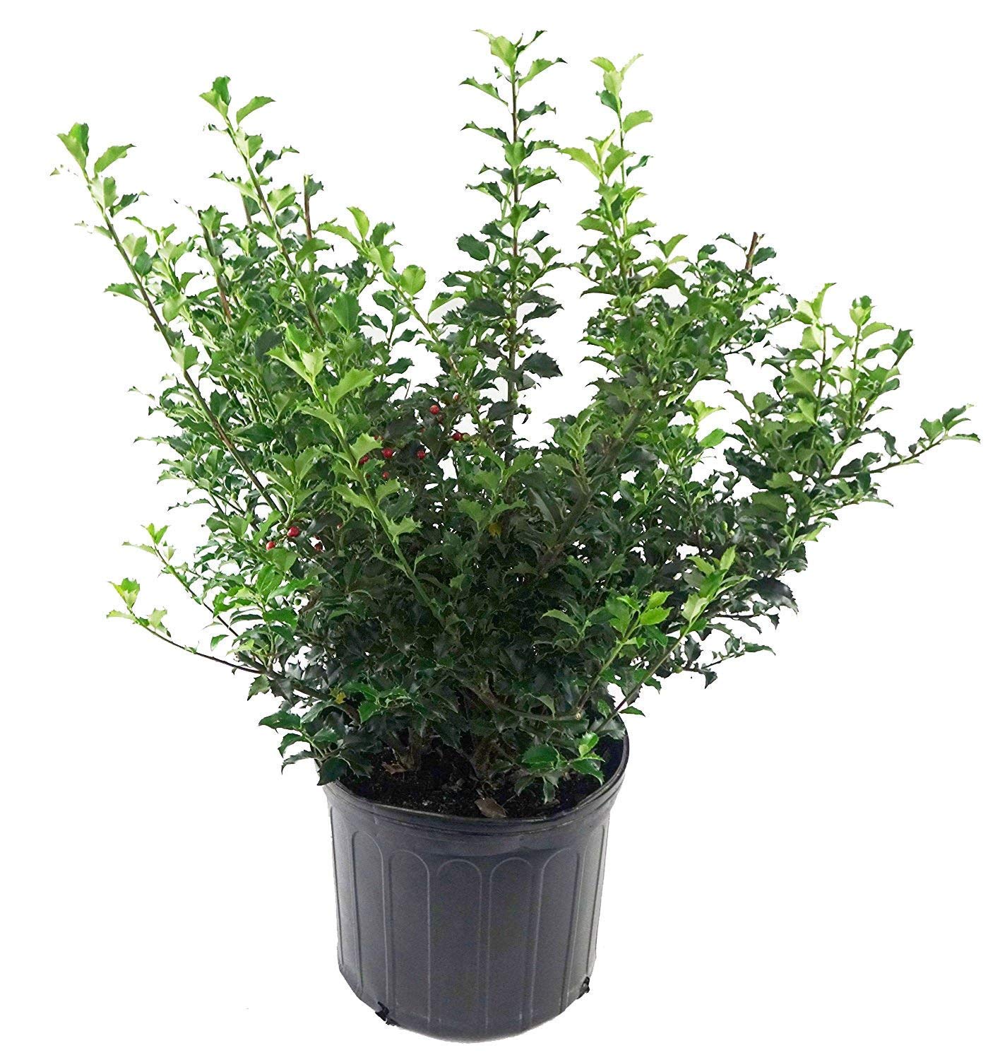 Ilex X meserveae 'Blue Princess' (Blue Holly) Evergreen, #3 - Size Container