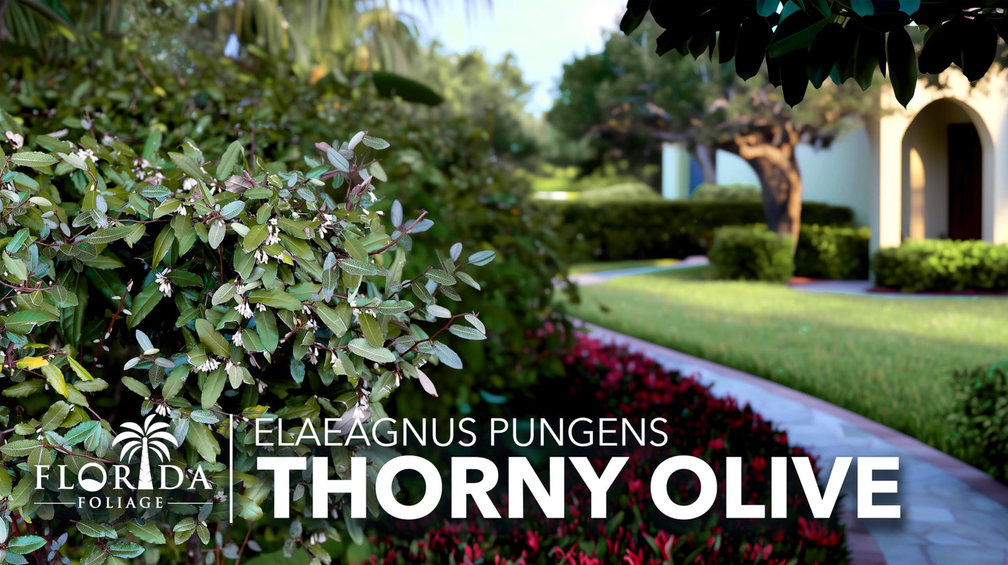 Elaeagnus Pungens I 30 Live Plants I Thorny Olive I Hardy Evergreen Shrub with Fragrant Blooms, Perfect for Hedges, Screening & Ornamental Garden Display