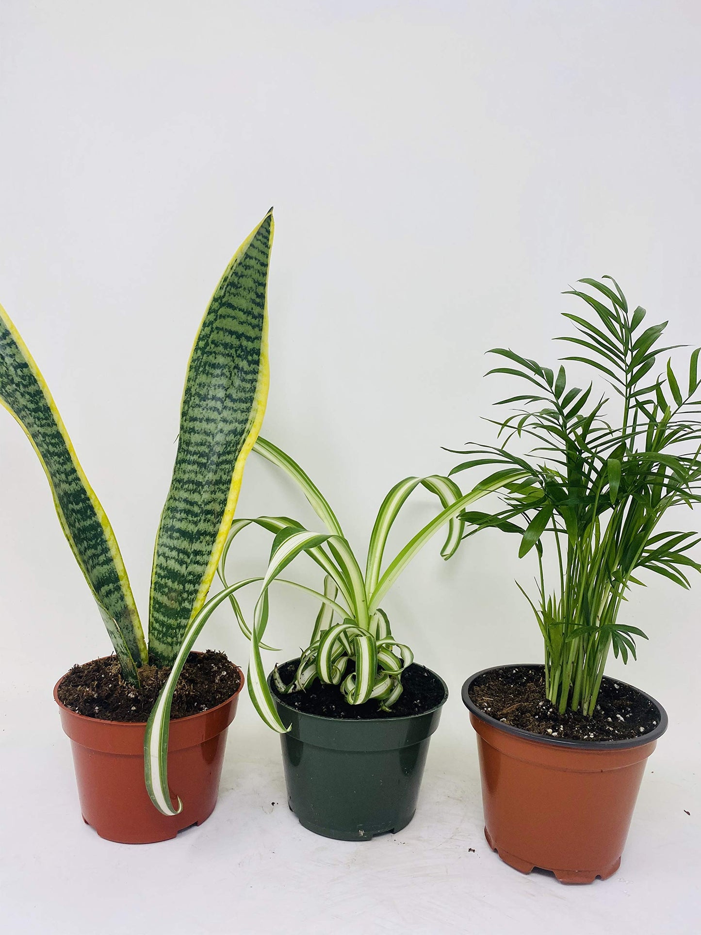 Jmbamboo - House Plant Collection - Parlor Palm, Spider Plant, Snake Plant