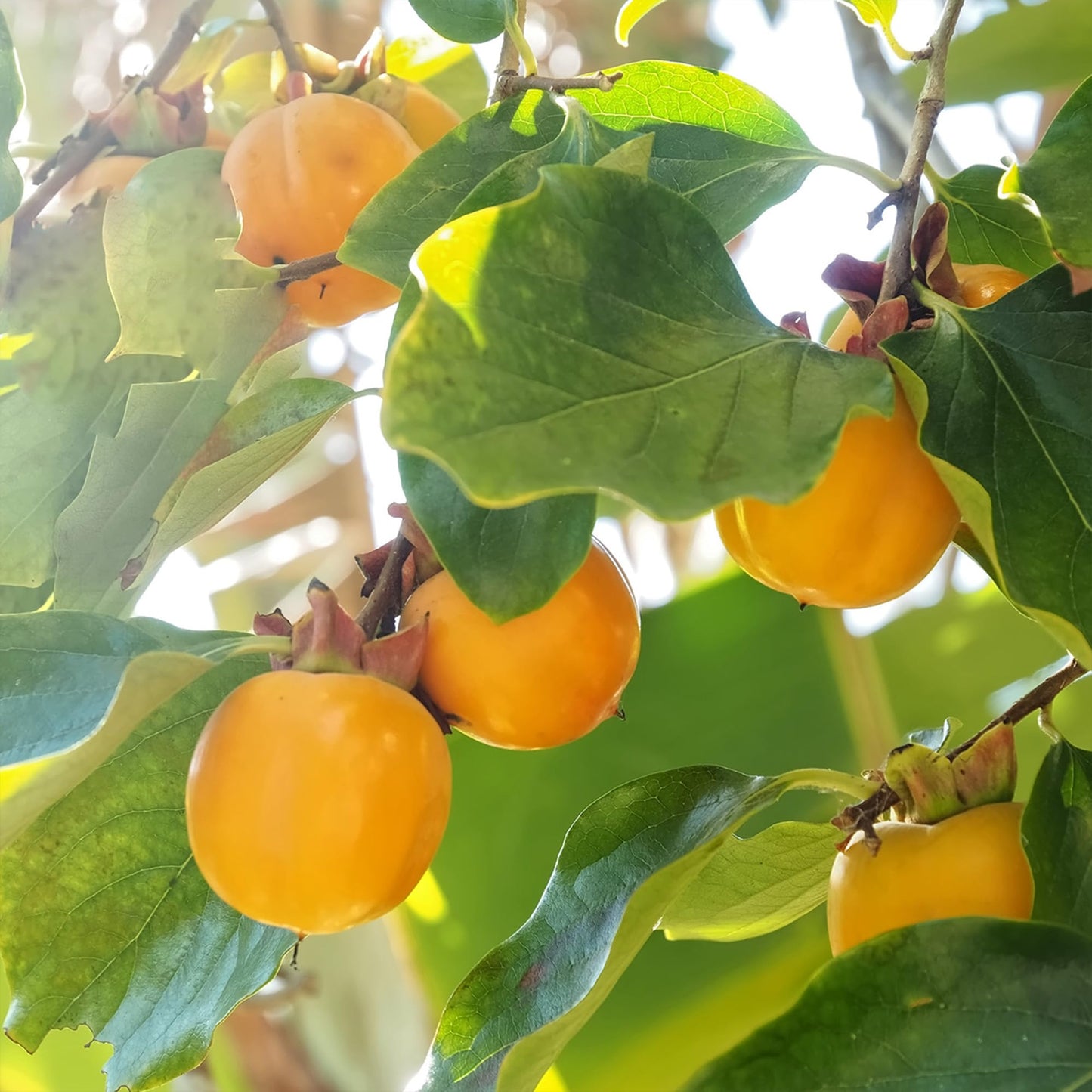 Perfect Plants American Persimmon Tree 1 Gallon | Live Fruit Tree for Gardening | Native Sweet Edible Fruits