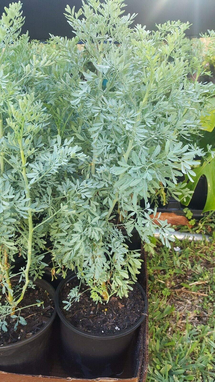 Ruda Plant Common Rue Ruta graveolens Herb of Grace 12" Tall in Gallon Pot