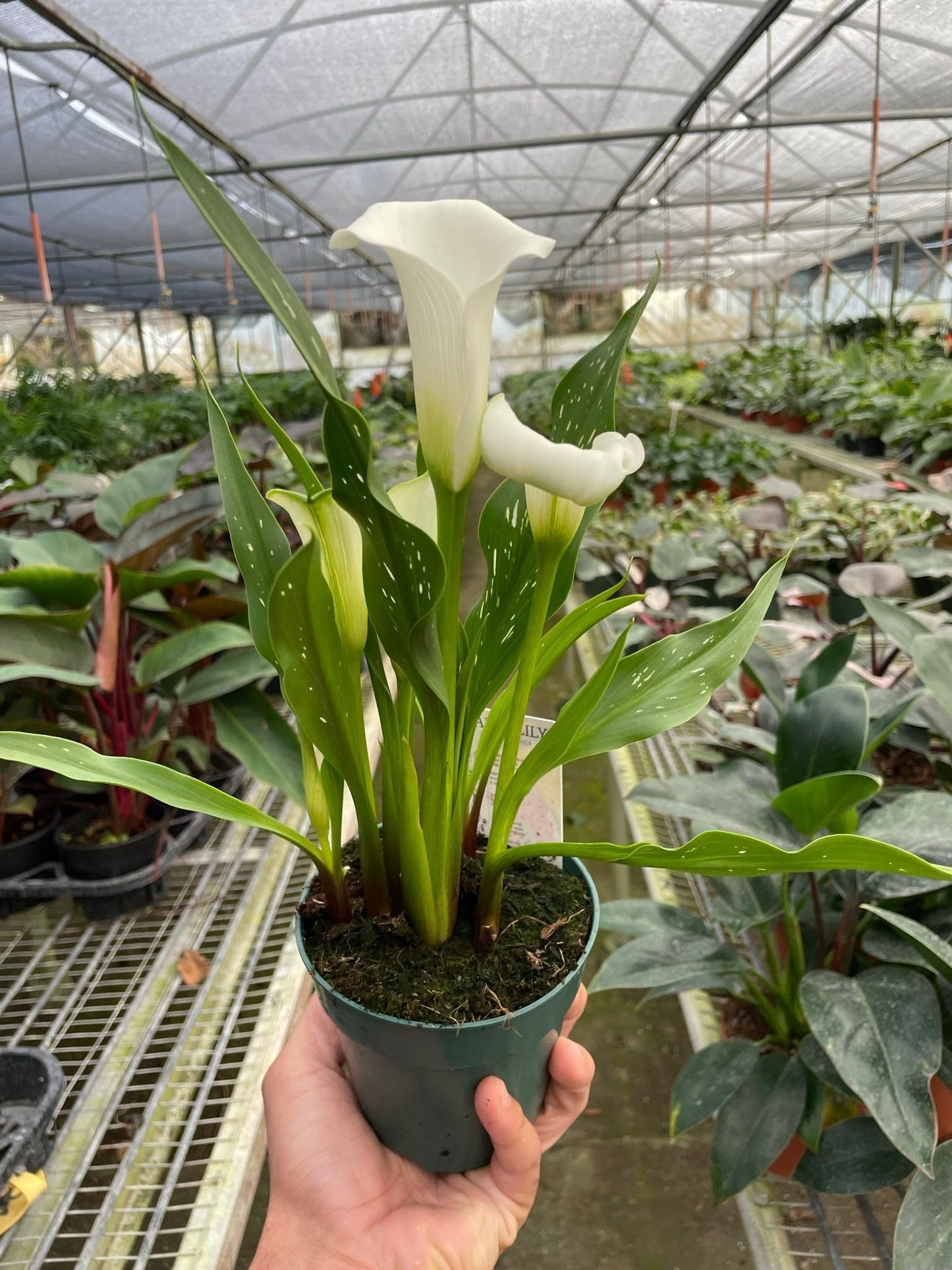 Calla Lily White | Live Plant for Indoor & Outdoor | for Living Room, Office, Bathroom | (4" Pot)