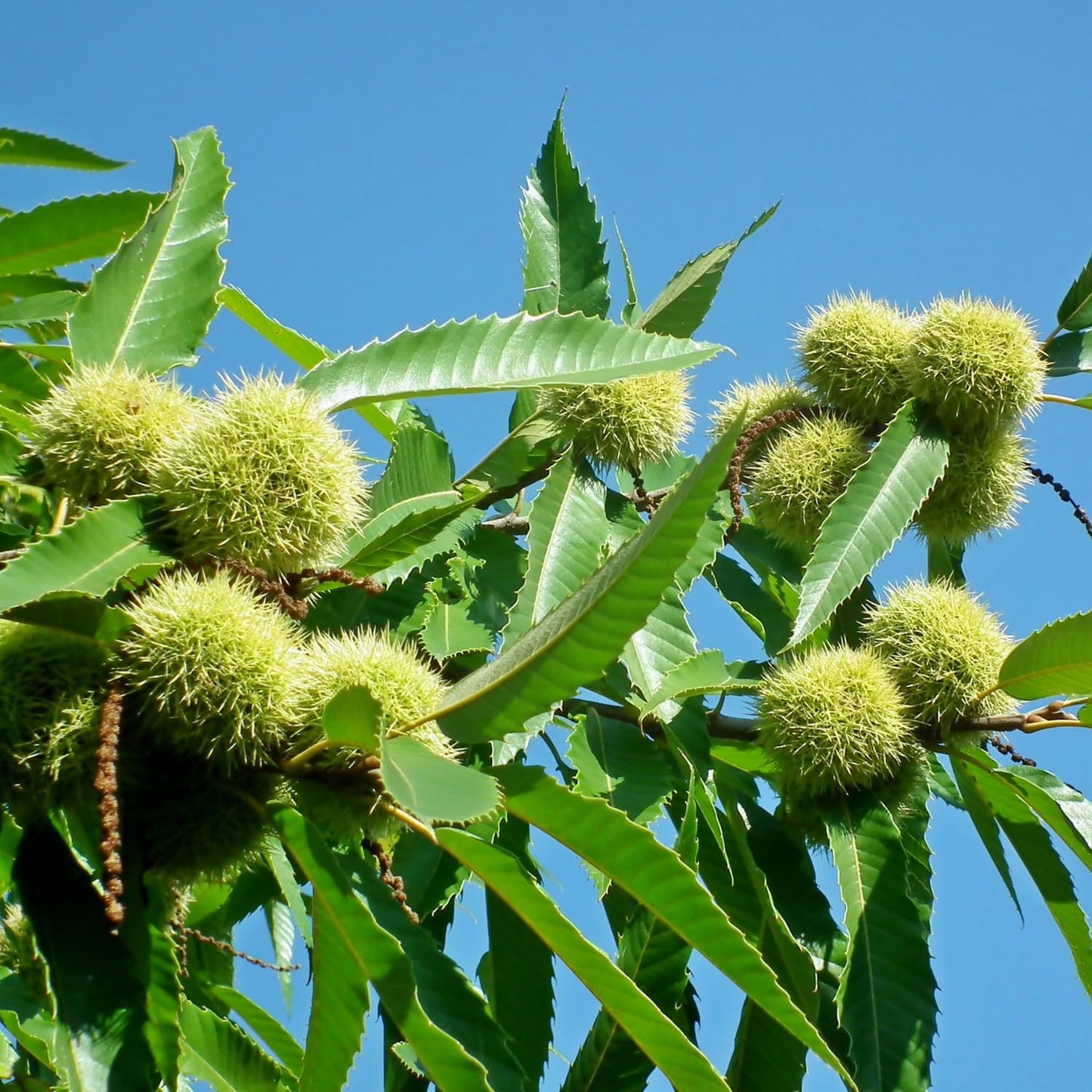 Chestnut Tree Live Plant 6–12 Inches Tall, Edible Nut Tree Seedling, Outdoor Garden Tree for Growing