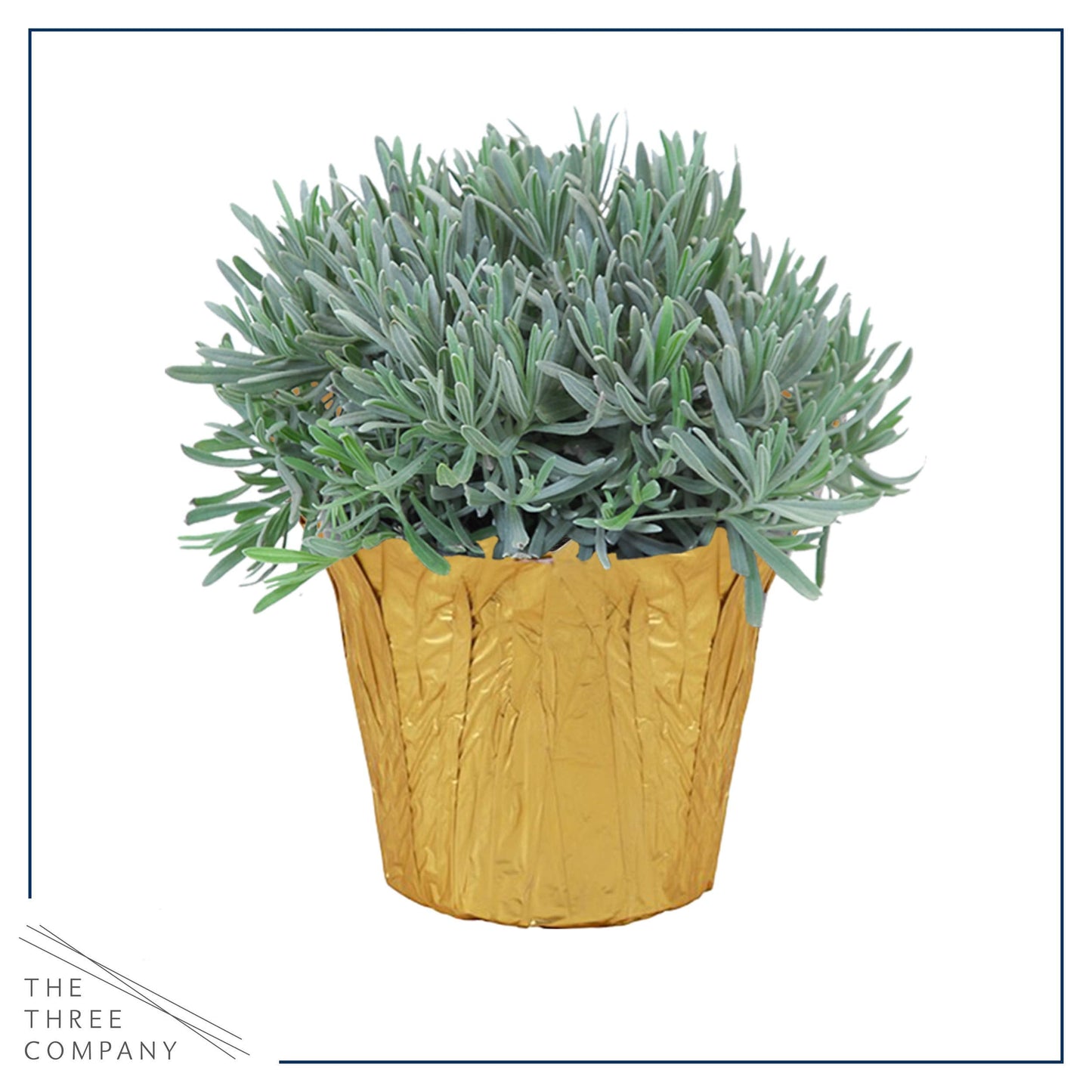 Live Aromatic and Healthy Herb - Lavender, Improves Sleep Quality, Wrapped in Deco Cover, 14" Tall by 6" Wide in 1.25 Quart Pot