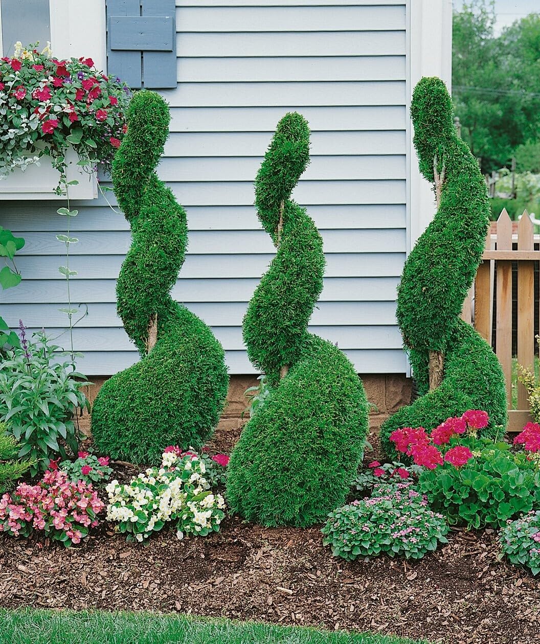 Live Plant - Emerald Green Arborvitae Shrub/Tree - 6-12" Tall - 3" Pot - Thuja occidentalis