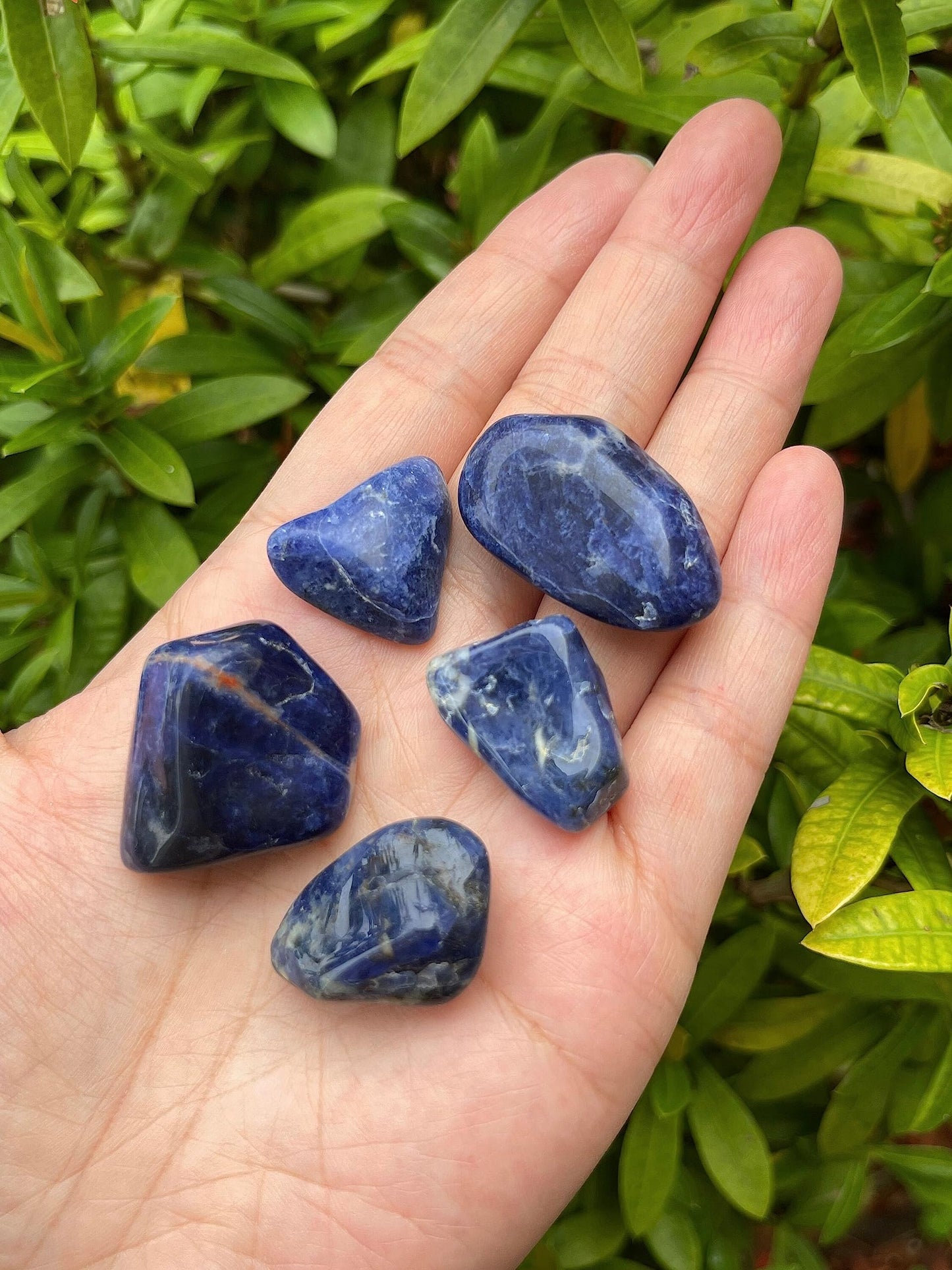 GAF TREASURES 5 Pcs Sodalite Tumbled Stones, Polished Sodalite Gemstone, Healing Crystals (Sodalite)