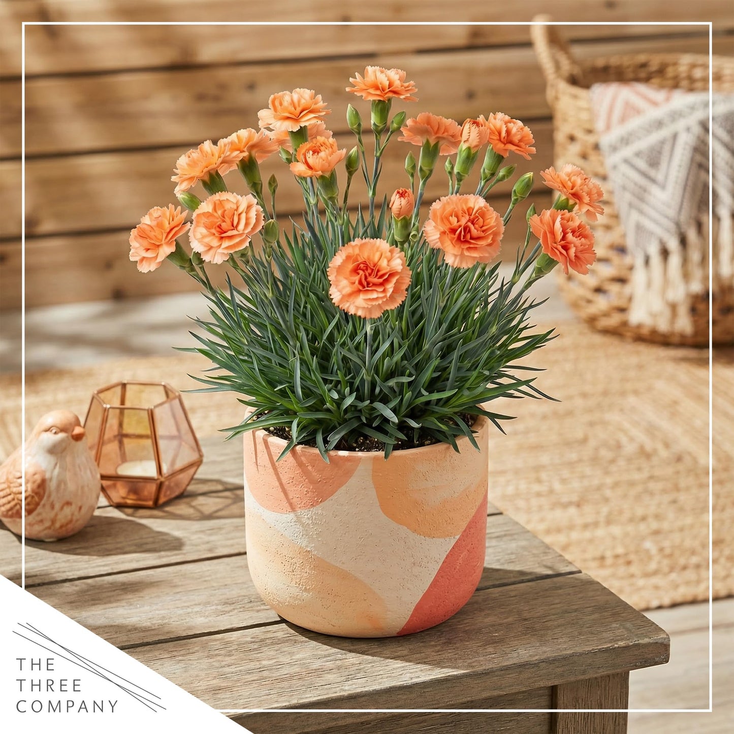 Live Dianthus 2-Pack – Orange Sparkler – Fragrant Spring Perennial, Deer Resistant, 10” Tall, 1 Qt Pot
