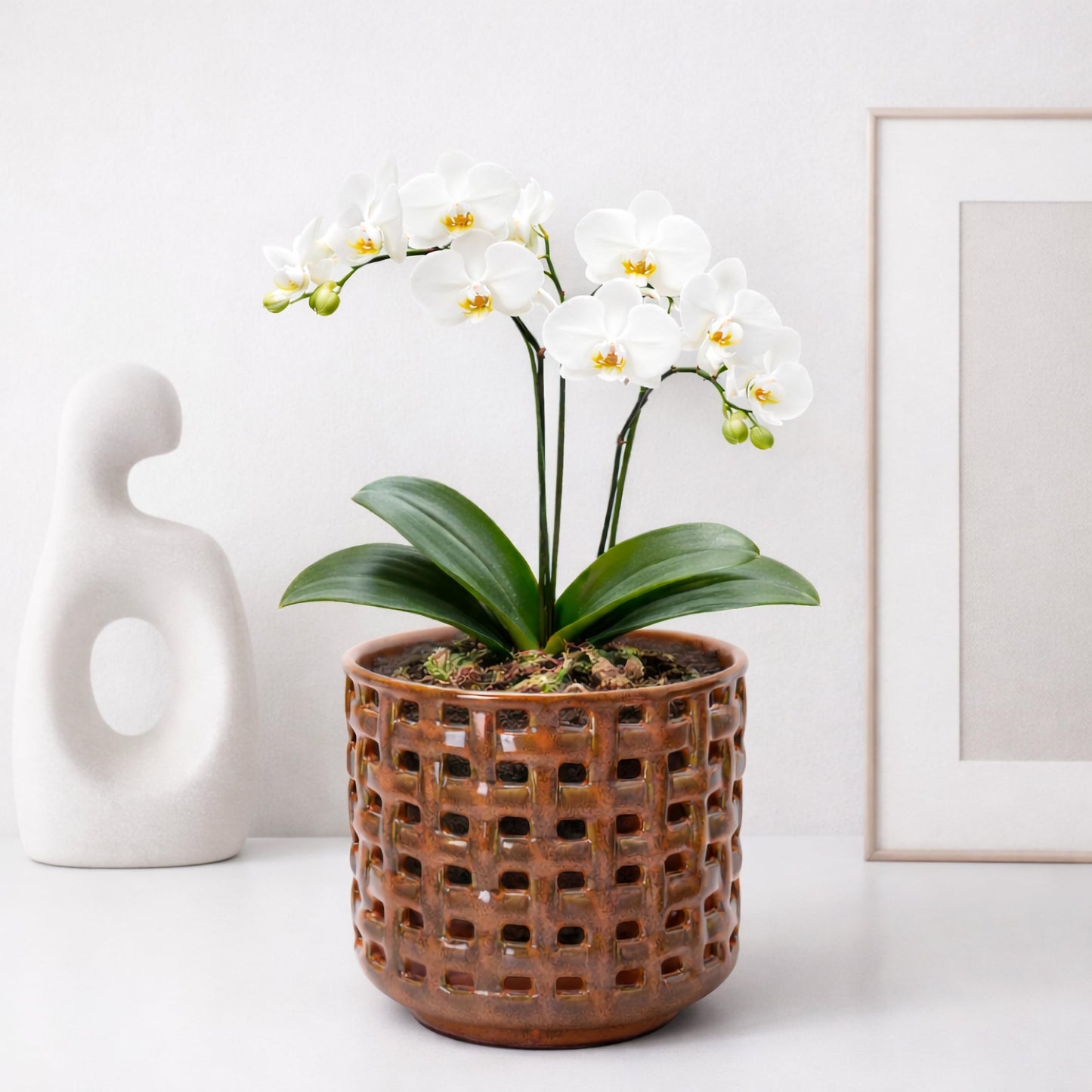 D'vine Dev 6.7 Inch Ceramic Orchid Planter with Lattice Cutout Design, Glazed Cachepot with Clear Nursery Pot & Detachable Saucer for Orchids and Indoor Plants, Pumpkin, 28-A-Y-5