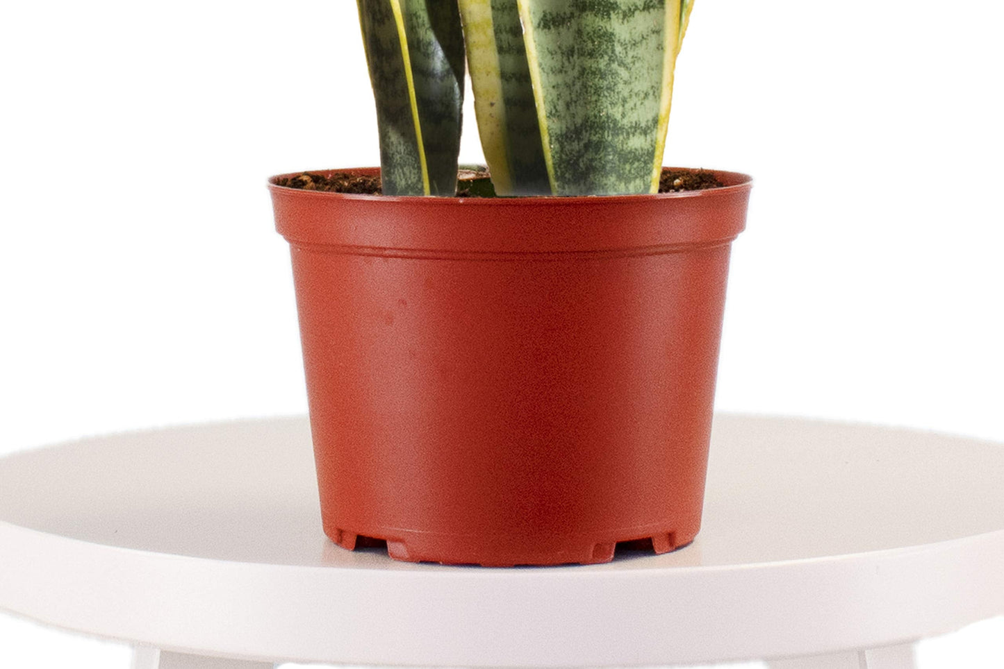 Leaf & Linen 4" Grow Pot, Live Indoor/Outdoor-Air Houseplant and Office Décor | Low Light Collection, 4 INCH, Snake Plant-Sanseveria Laurentii