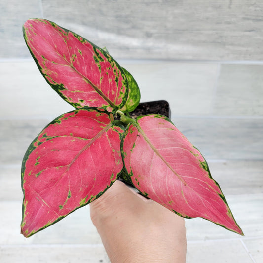 Aglaonema Wishes Pink Lady Valentine, Chinese Evergreen Live Rare House Plants All Plants are Fully Rooted Plants in 4 inch Pot by 3exoticgreen