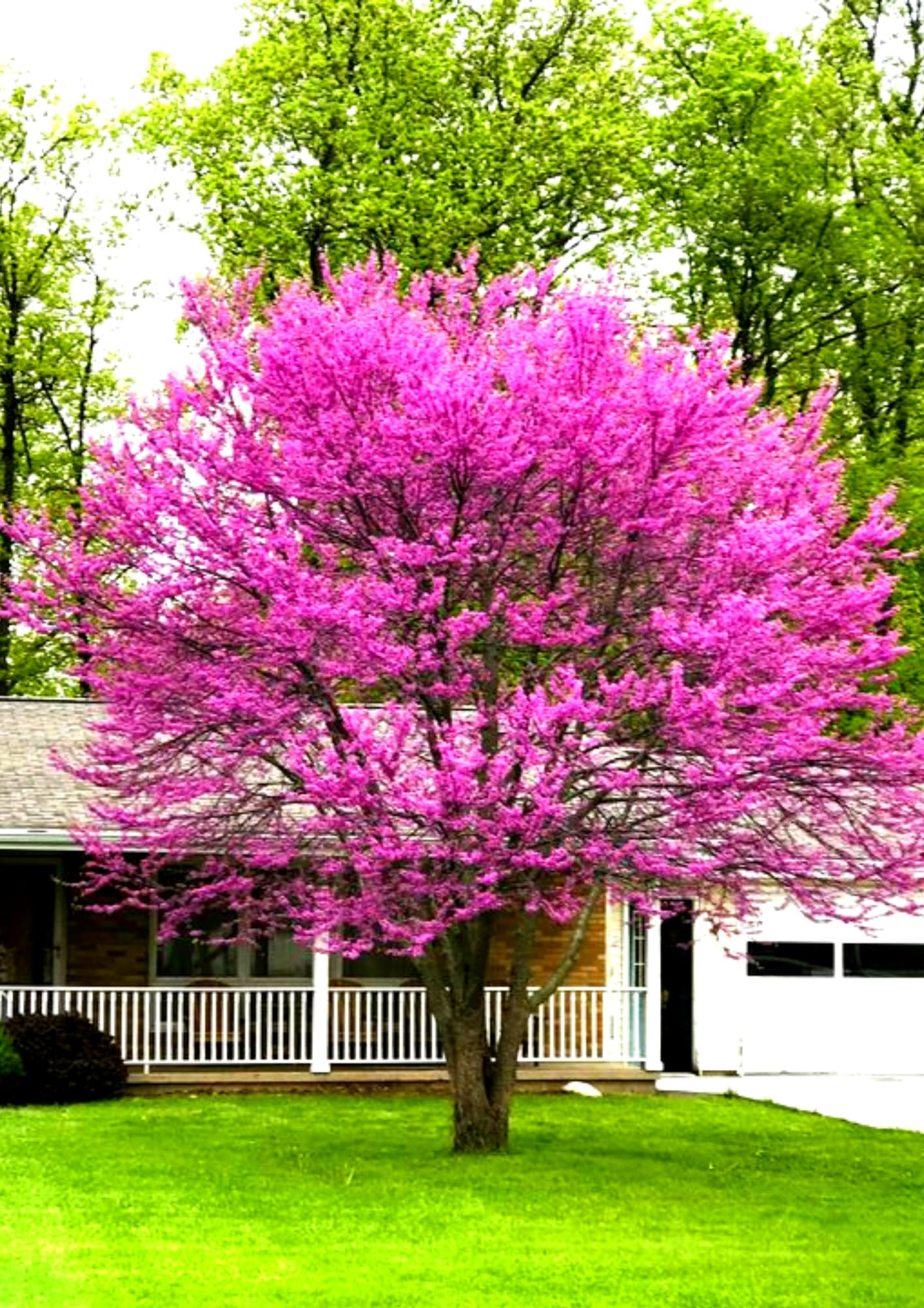 Cold Hardy Purple Pink Redbud Tree Live Plant in Quart Pot, Eastern Red Bud Plants, Vibrant Spring Blooms in Zones 4 to 9, No Leaf in Winter