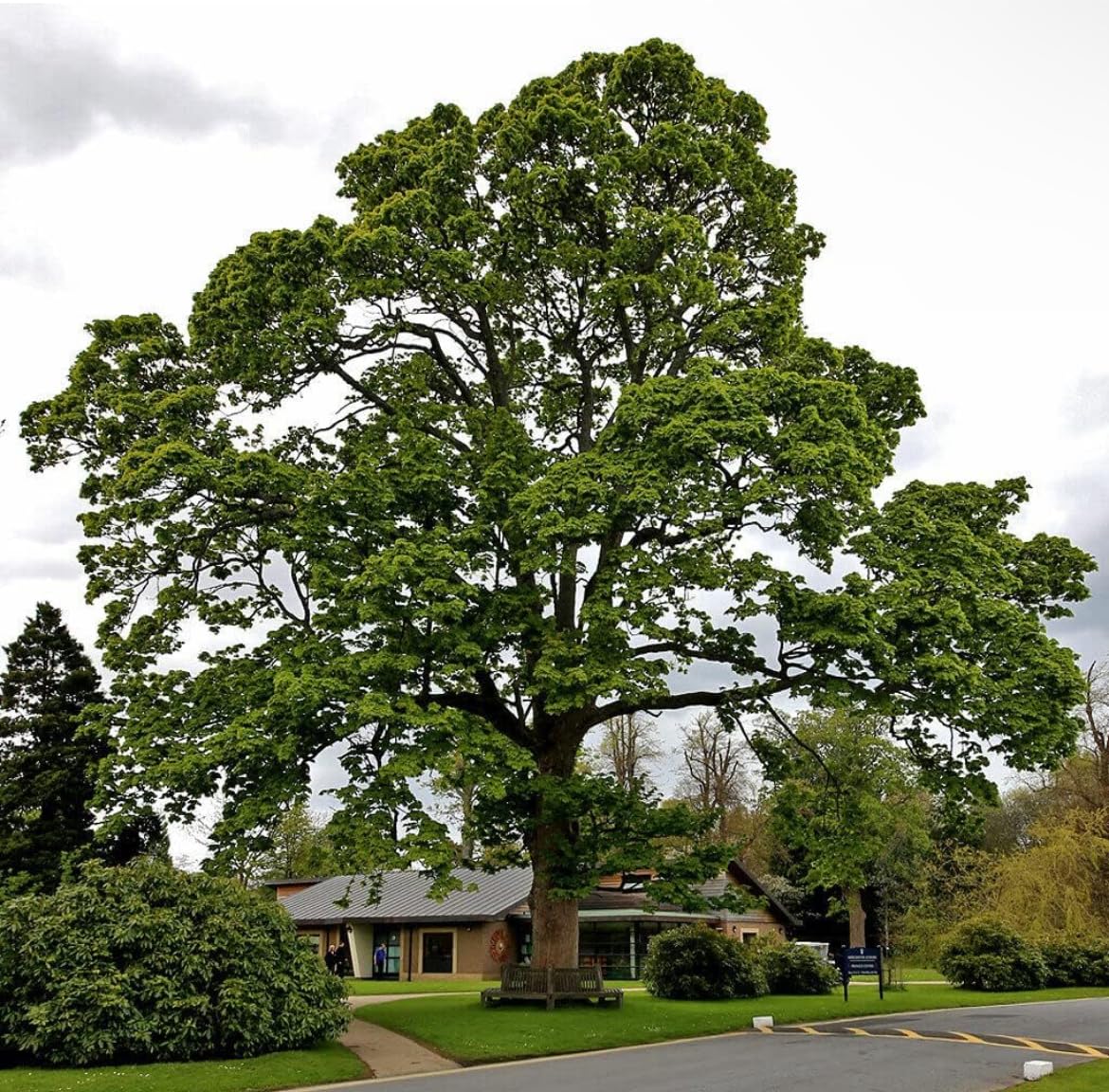 American Sycamore Tree - 10-18" Tall - Quart Pot - Live Plant - Platanus occidentalis