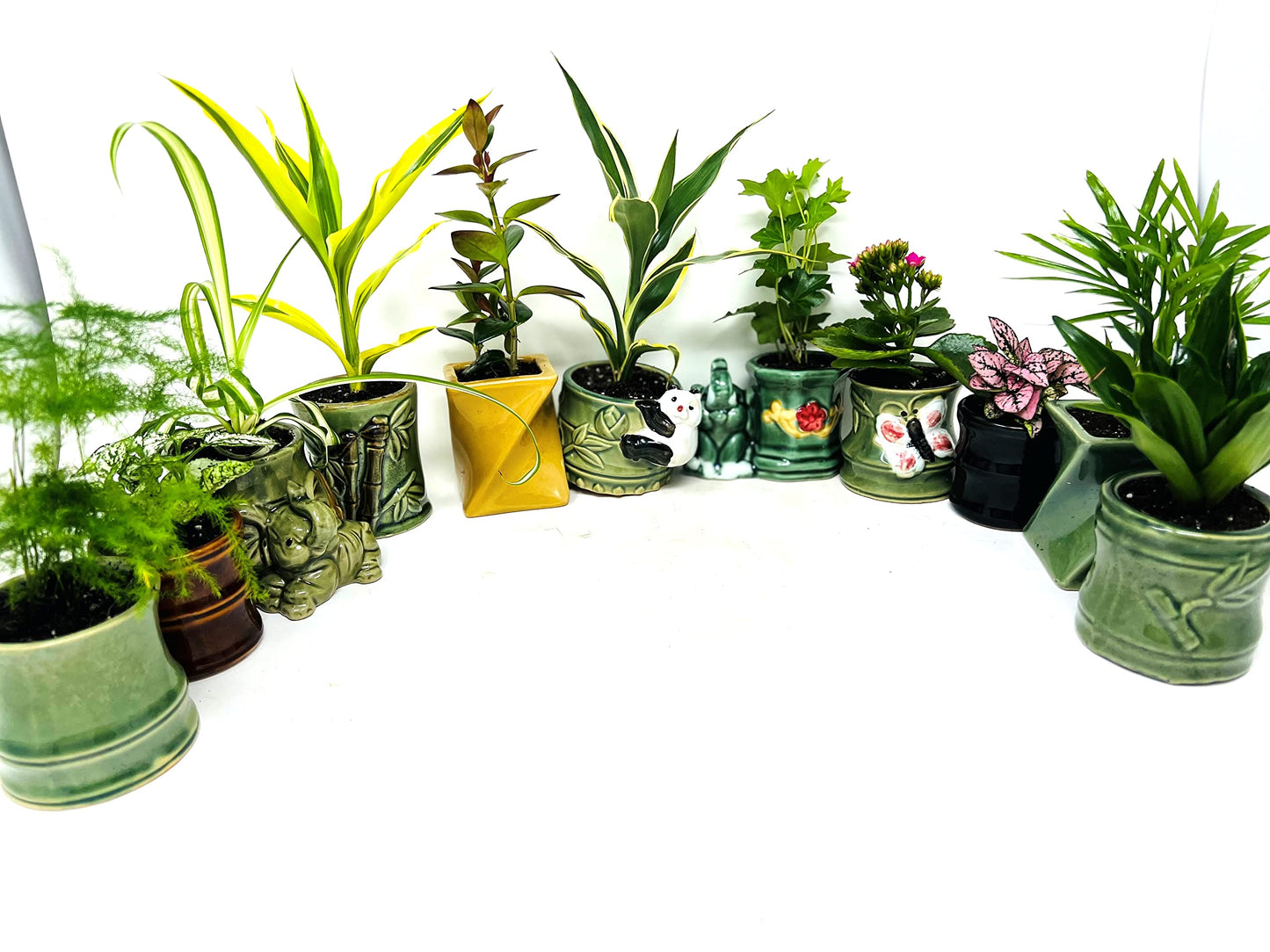 JM BAMBOO Easy to Care Plants Collection- 6 Pack 2'' Ceramic Pot -Live Houseplants