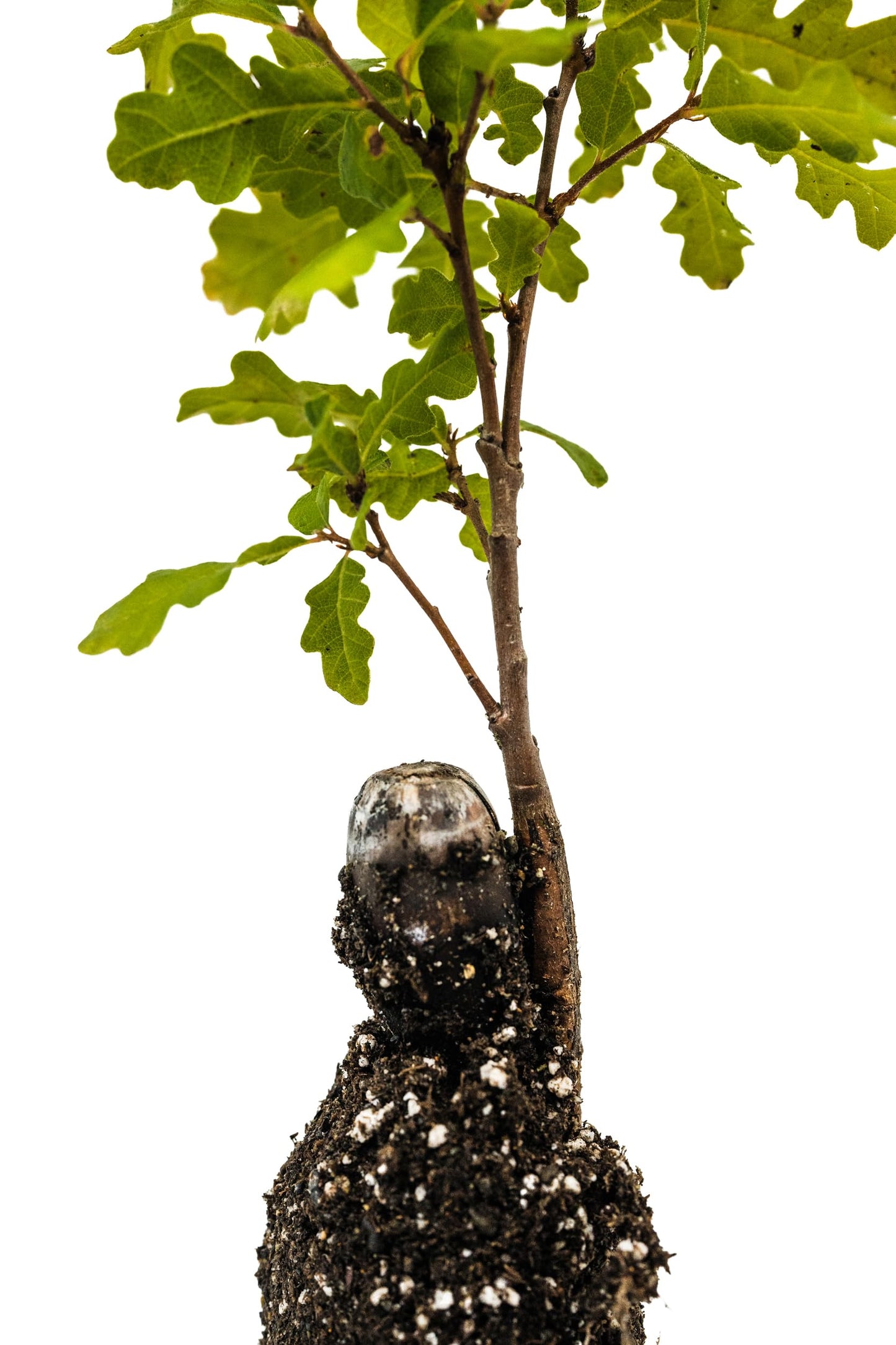 Valley Oak | Medium Tree Seedling | The Jonsteen Company