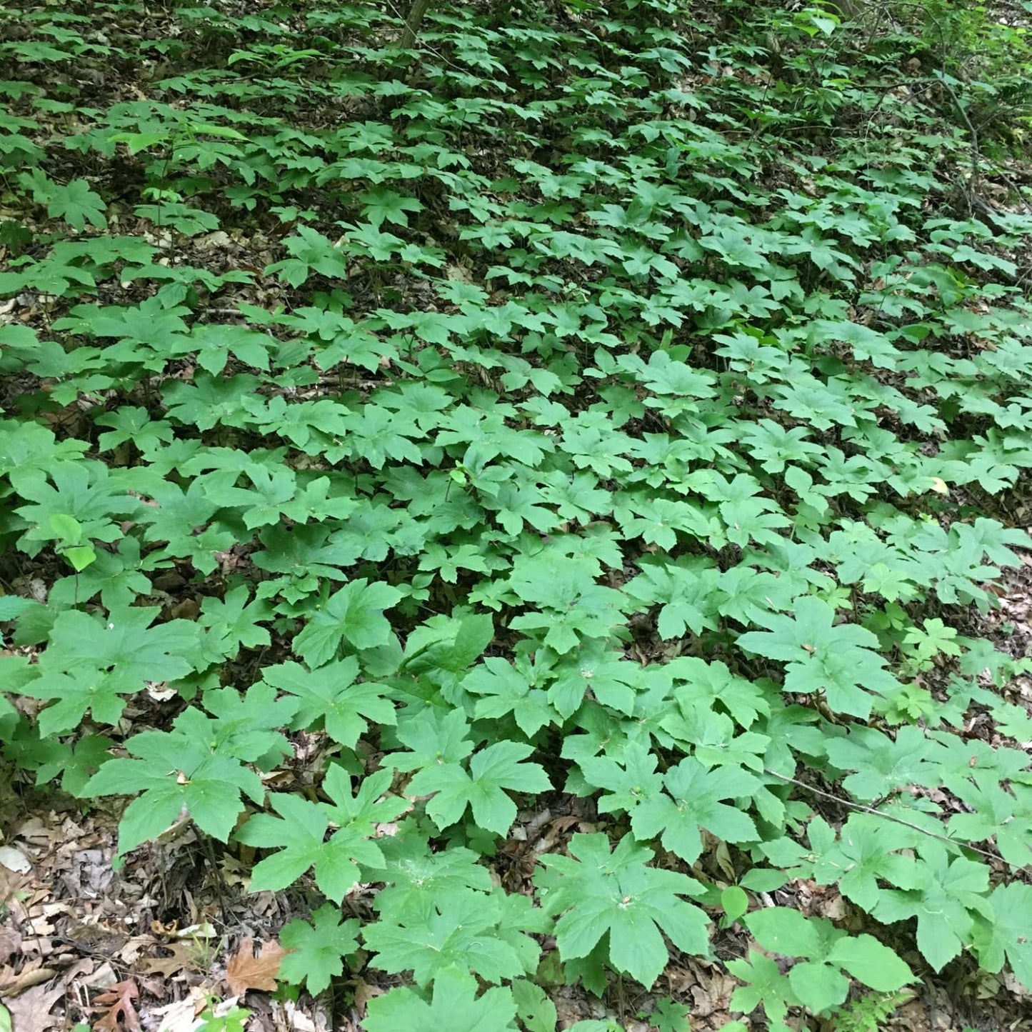 Pack 10 Goldenseal Roots, Golden Seal Live Plants for Outdoor Growing