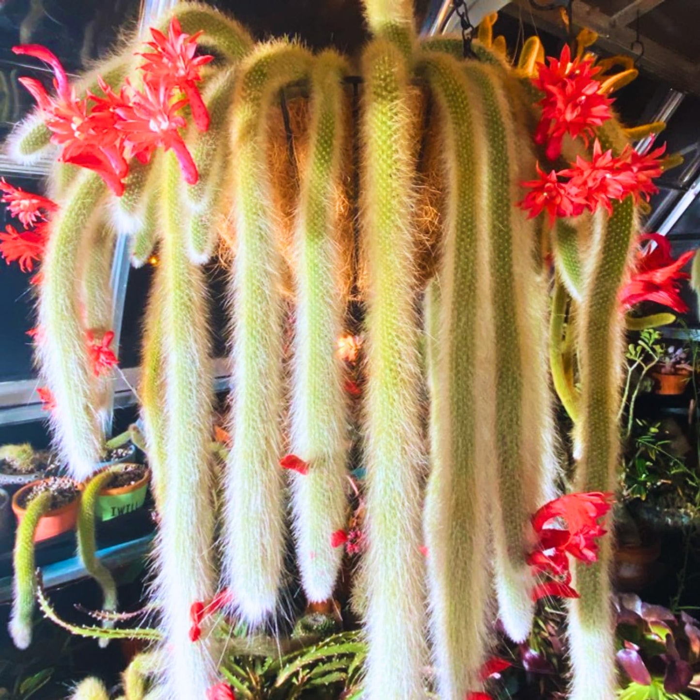 Trailing Monkey Tail Cactus Live Plant, Rare Cactus Live Succulents Plant Live Rooted, 3-6 Inch Tall Bareroot