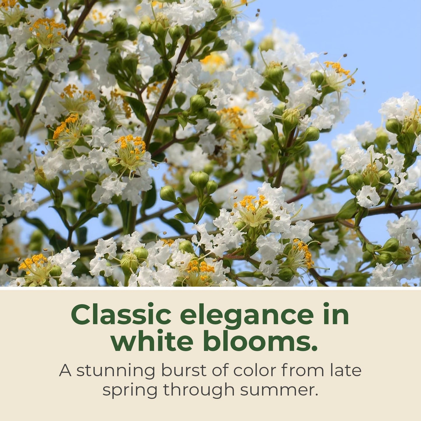 Crape Myrtle Natchez Shrub with White Flowers - Summer Blooming Flowering Trees in 3 Gal Pot - Grows Upto 12-16' x 6-8' - Low Maintenance Shrubs (1 Count)