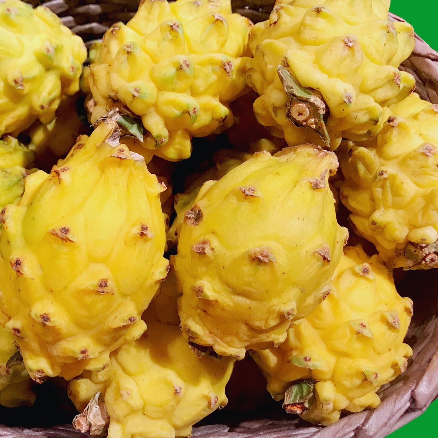 Yellow Dragon Fruit Plant Live, 3 to 6 Inches Tall Well Rooted, Dragon Fruit Live Plant
