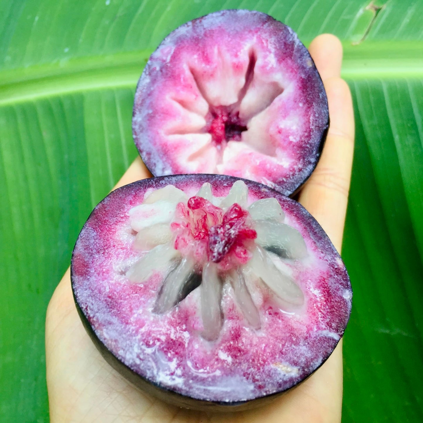 Caimito Tree (Chrysophyllum cainito) – Star Apple Live Tropical Fruit Plant 1–2 ft Tall TROPICALPLANTAE