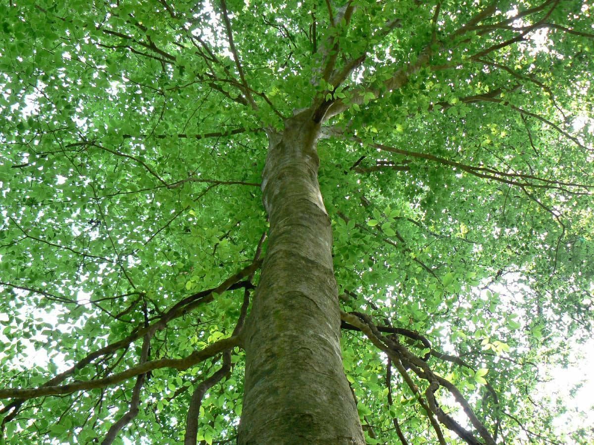 Live Plant - American Beech Tree - Live Plant - 6-12" Tall - Quart Pot - Fagus grandifolia