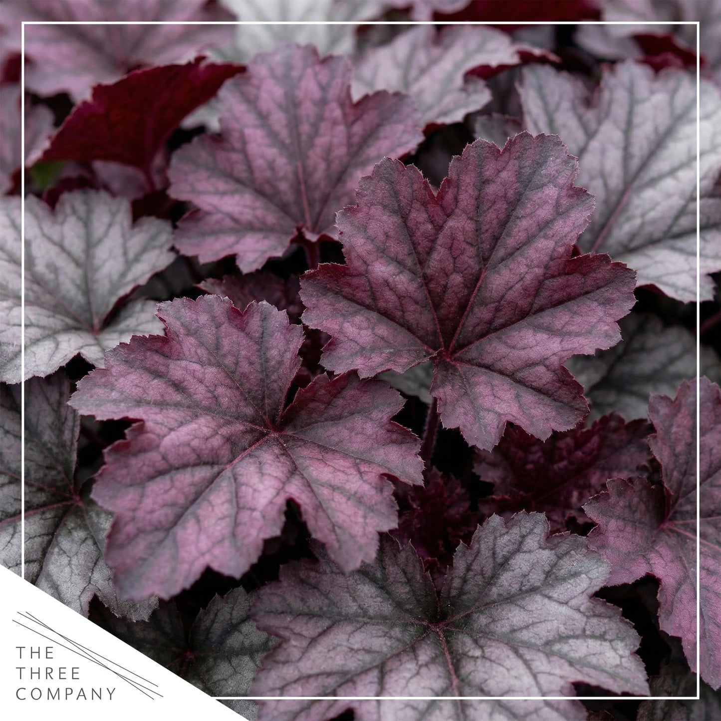 Live Heuchera Coral Bells 2-Pack – Palace Purple – Shade Perennial Foliage Plant, 10” Tall, 1 Qt Pot