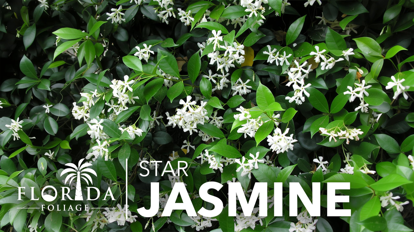 Star Confederate Jasmine | 1 Extra Large Trade 3 Gallon Plant | Trachelospermum jasminoides | Flowering Vine Plants | Evergreen Ground Cover for Landscaping