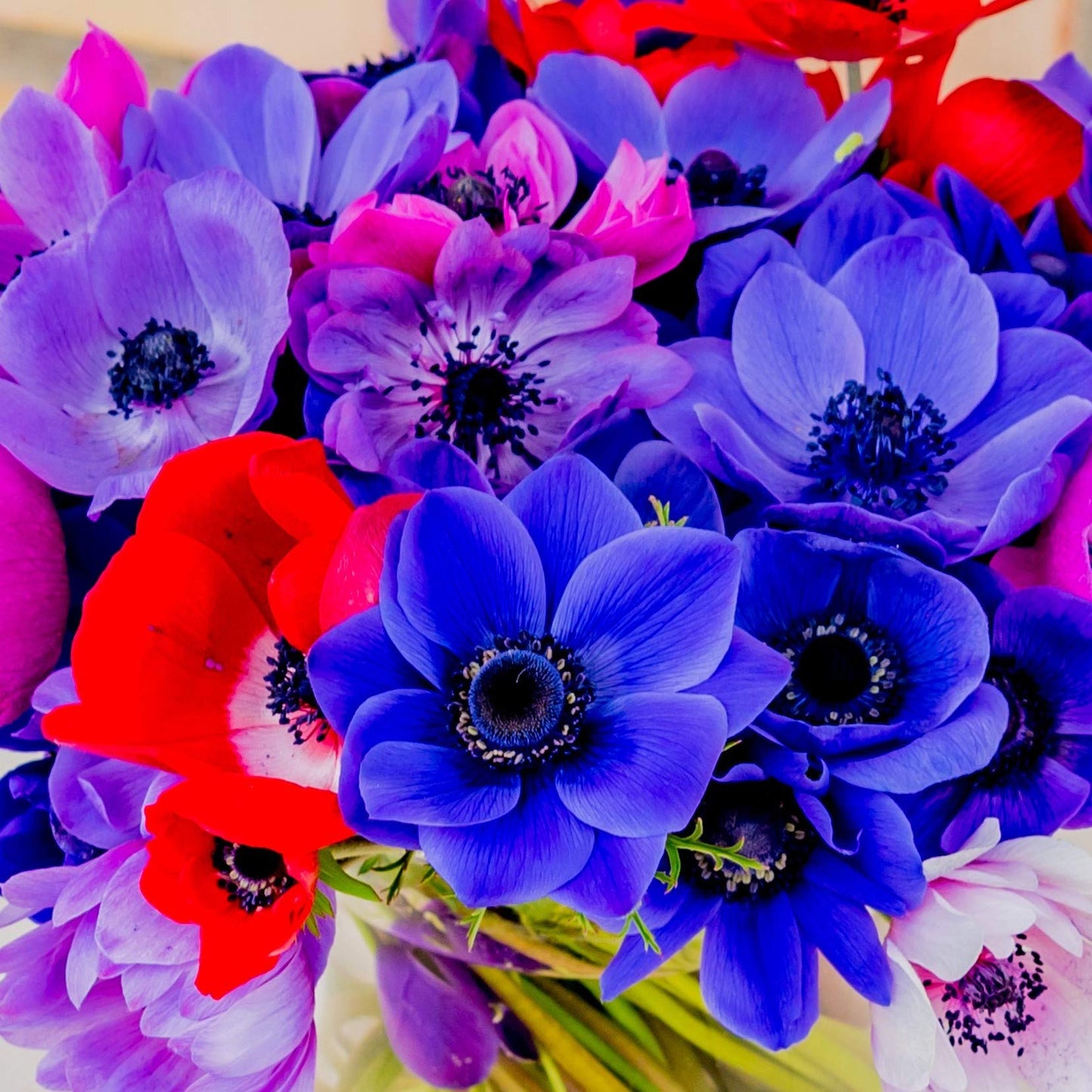 Easy to Grow Anemone Monarch de Caen Mix Pack of 60 Flower Bulbs - Spring Blue, Pink, Purple, Red Blooms in Full Sun, Great for Cutting