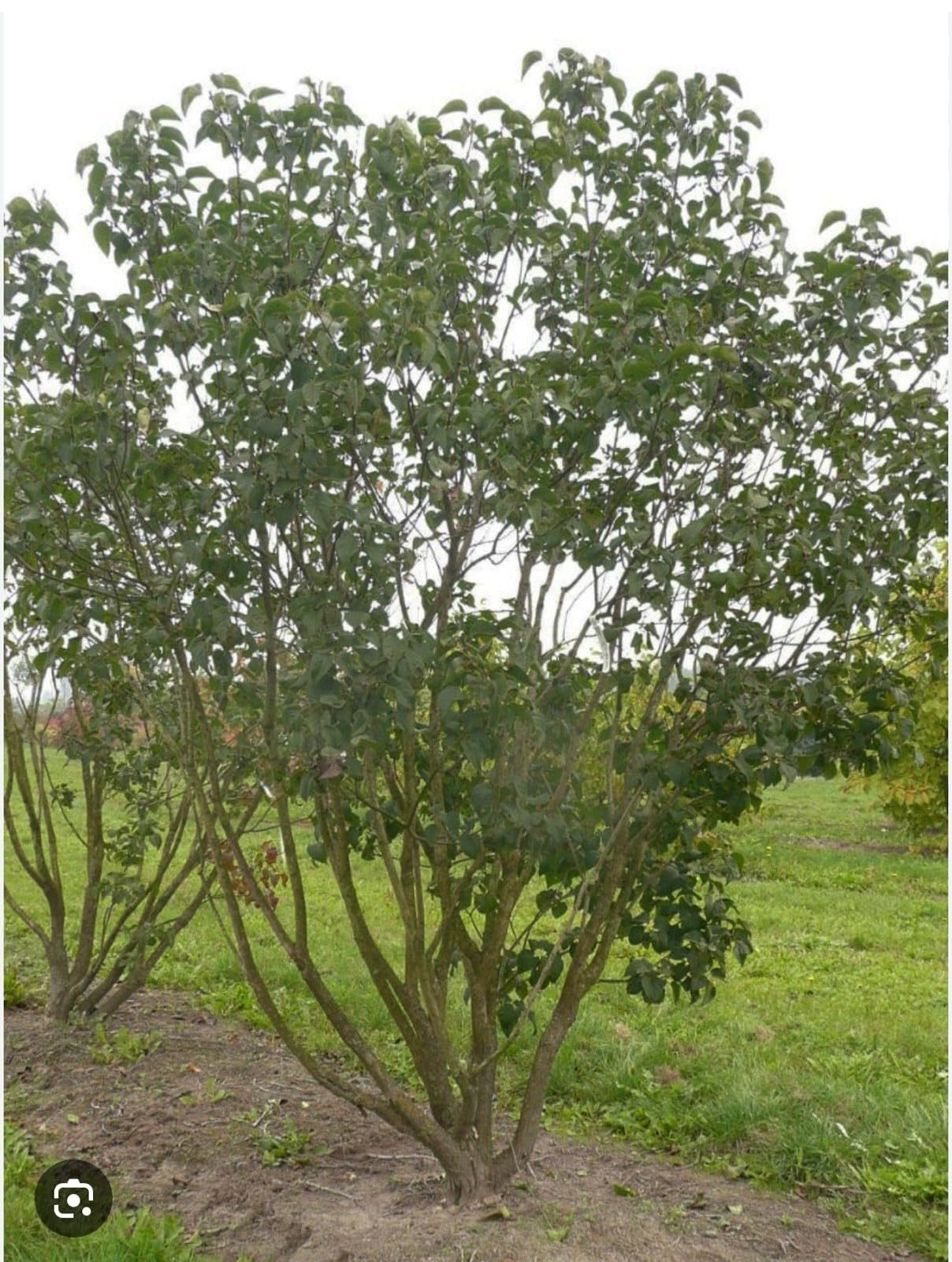 Live Plant - Belle de Nancy LilacSyringa VulgarisSmall Well Rooted Starter Plant4-8” Tall