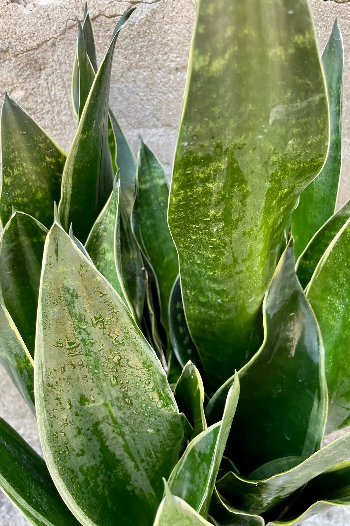 Snake 'Fabi' | Live Plant for Indoor & Outdoor | for Living Room, Office, Bathroom | (4" Pot)